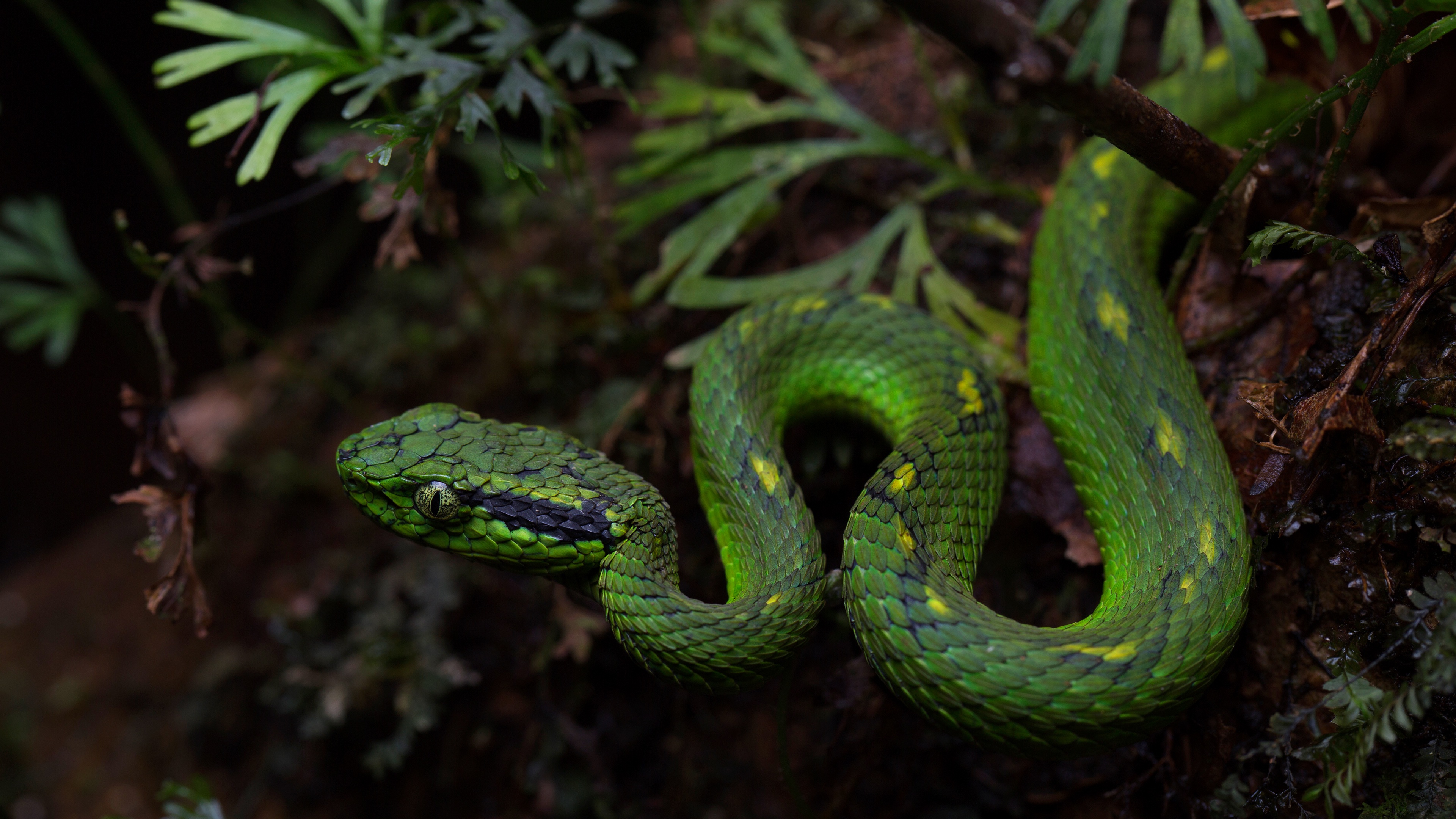 Зеленая змейка. Смарагдовый полоз. Зеленая змея гадюка. Змеи гадюка зеленая. Зеленый полоз.