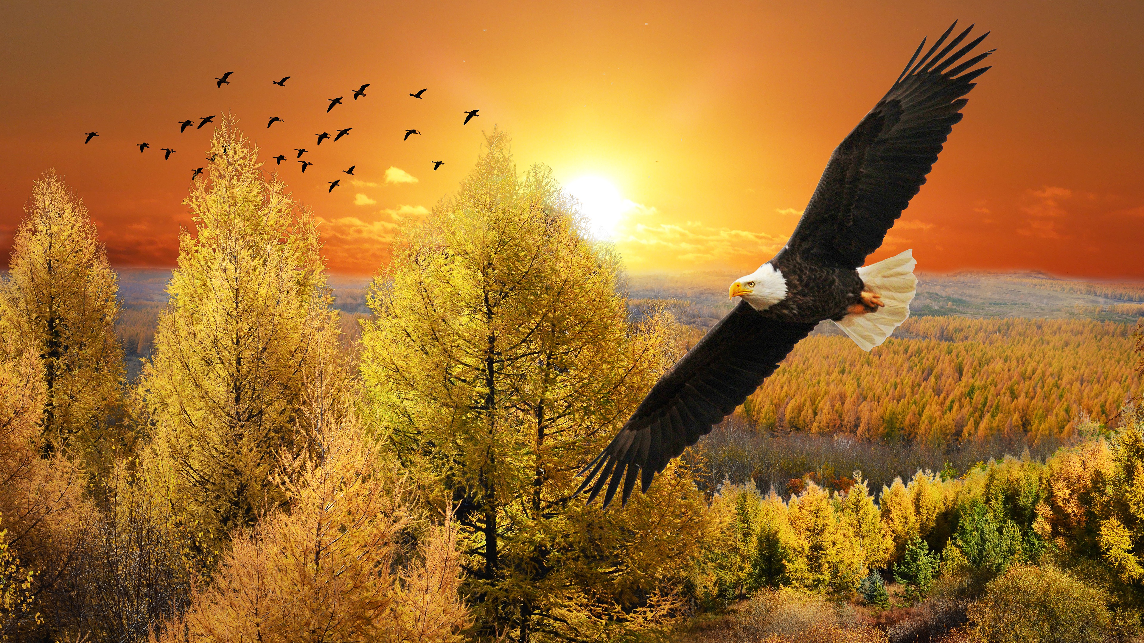 Россия небо птица. Орёл Орлан белоголовый. Орел в небе солнце. Птица в полете. Птицы над лесом.