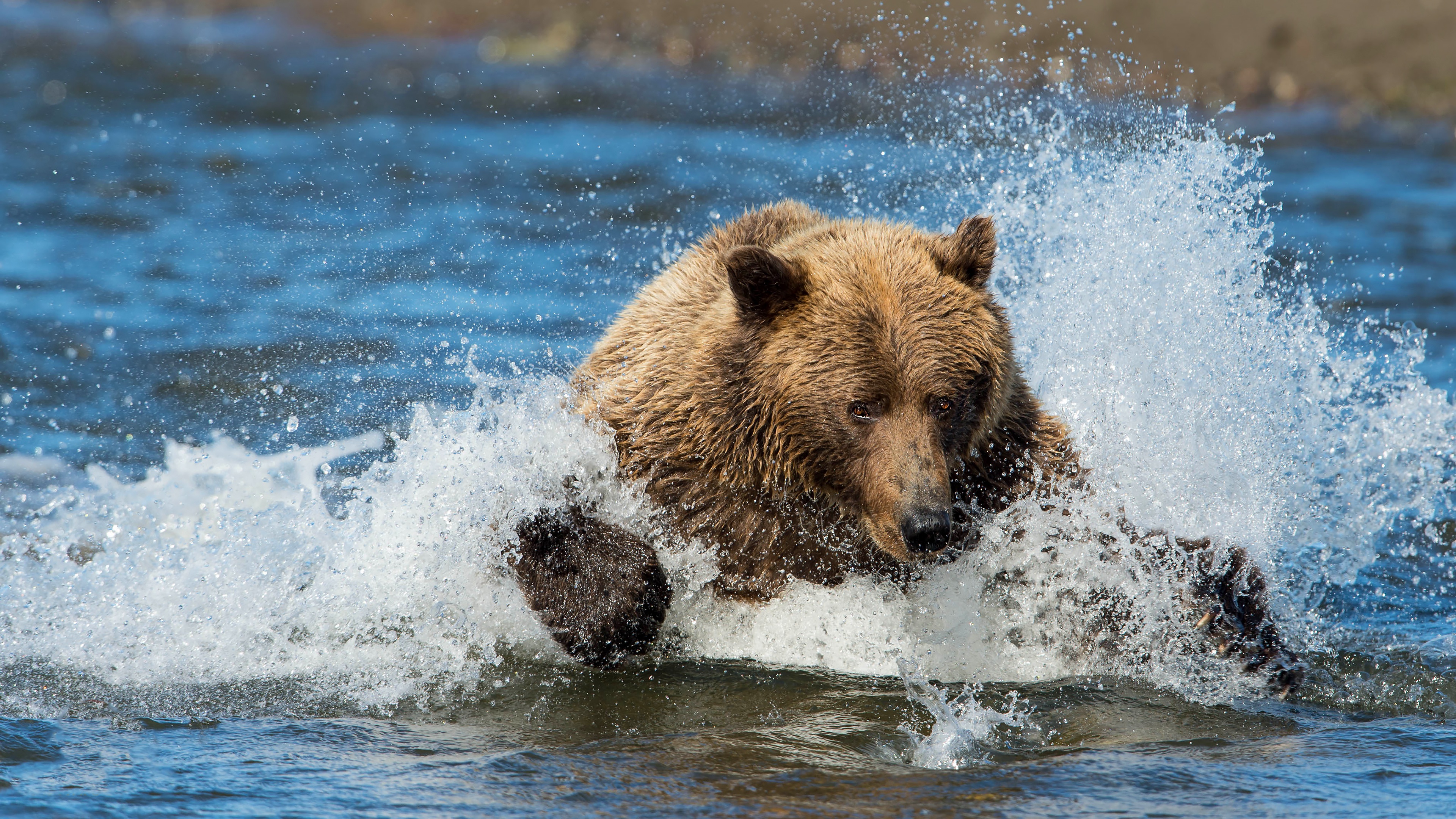 Медведь купается. Медведь. Бурый медведь. Камчатка медведи. Бурый медведь в воде.