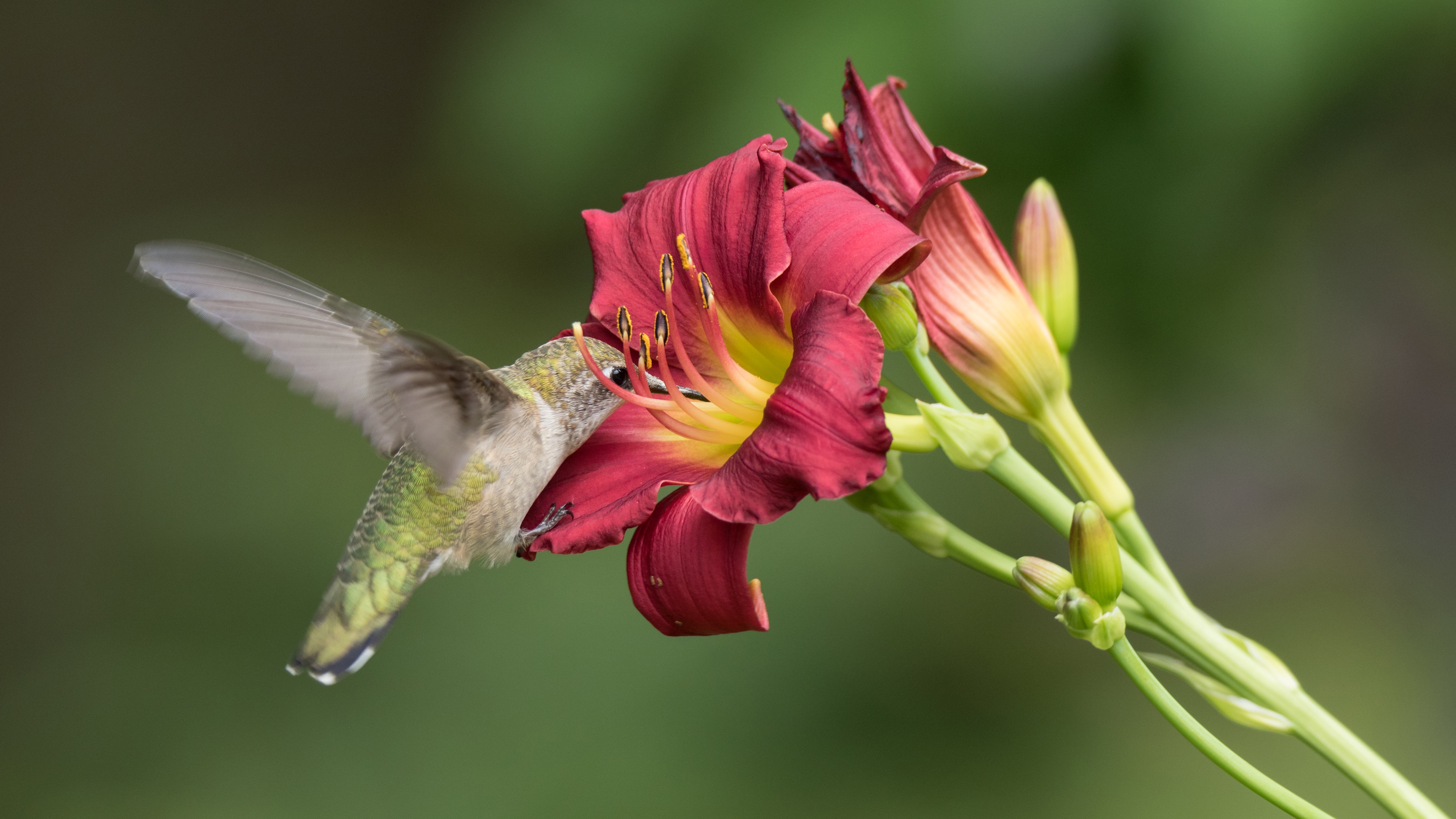 Колибри нектар. Колибри самец. Вильсонара Колибри Рэд. Колибри птица собирает нектар. Колибри и цветок.