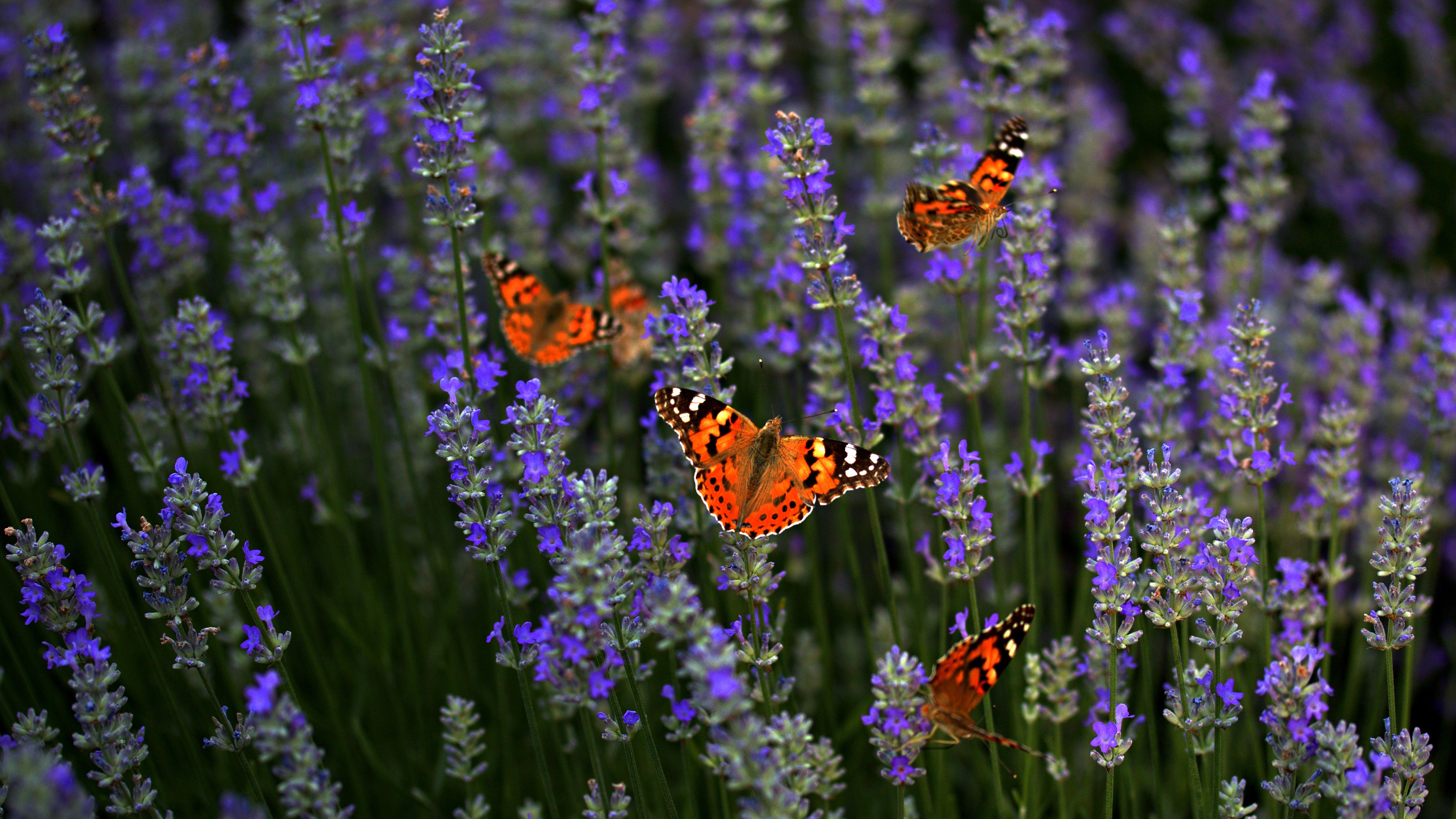 Поле цветы бабочки. Бабочка на лаванде. Бабочка на цветке. Бабочка на цветке в поле. Бабочки над цветами.