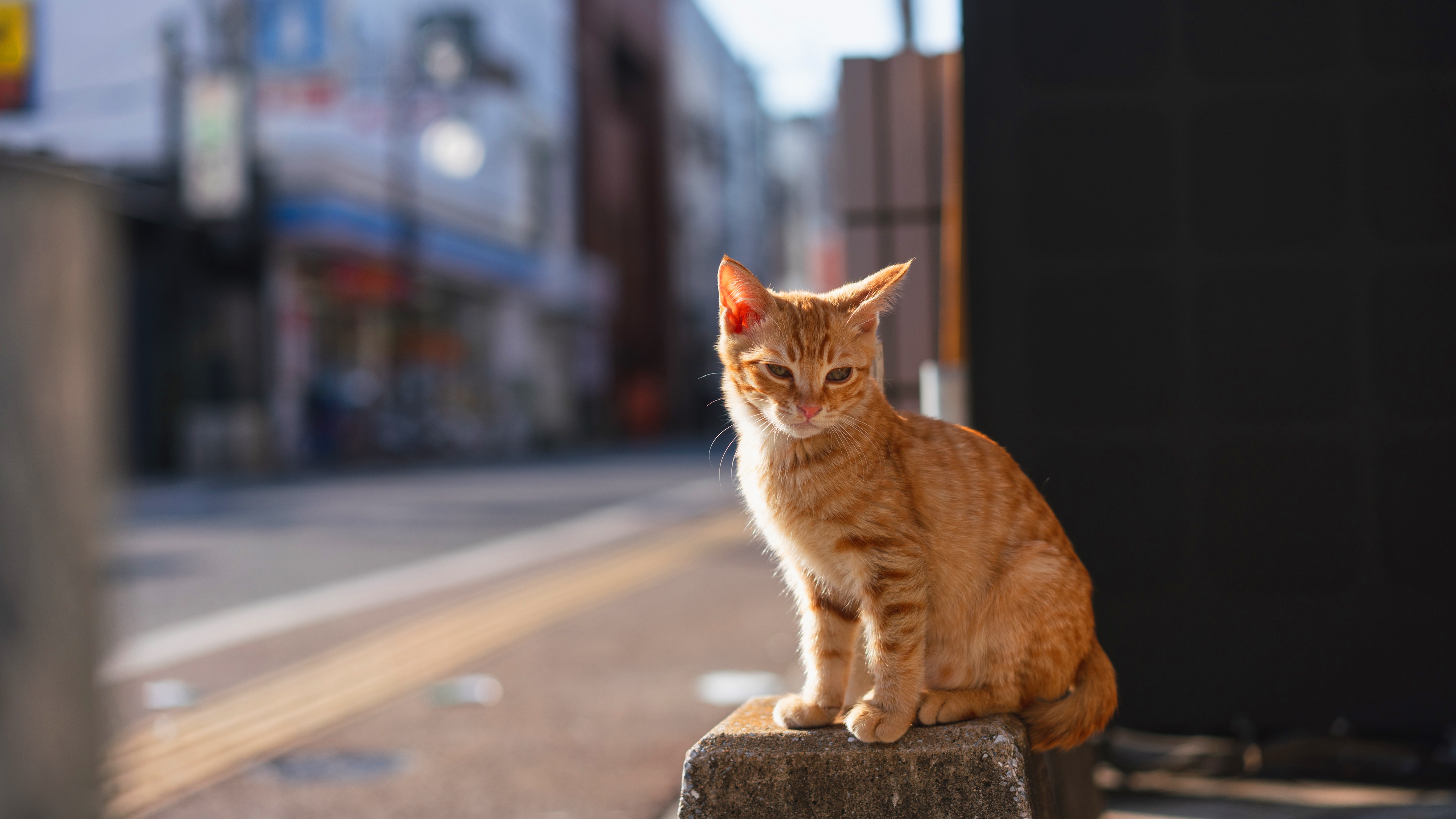 Hello street cat live. Рыжий кот. Сидячая кошка. Рыжий котёнок на улице. Рыжий котенок сидит.