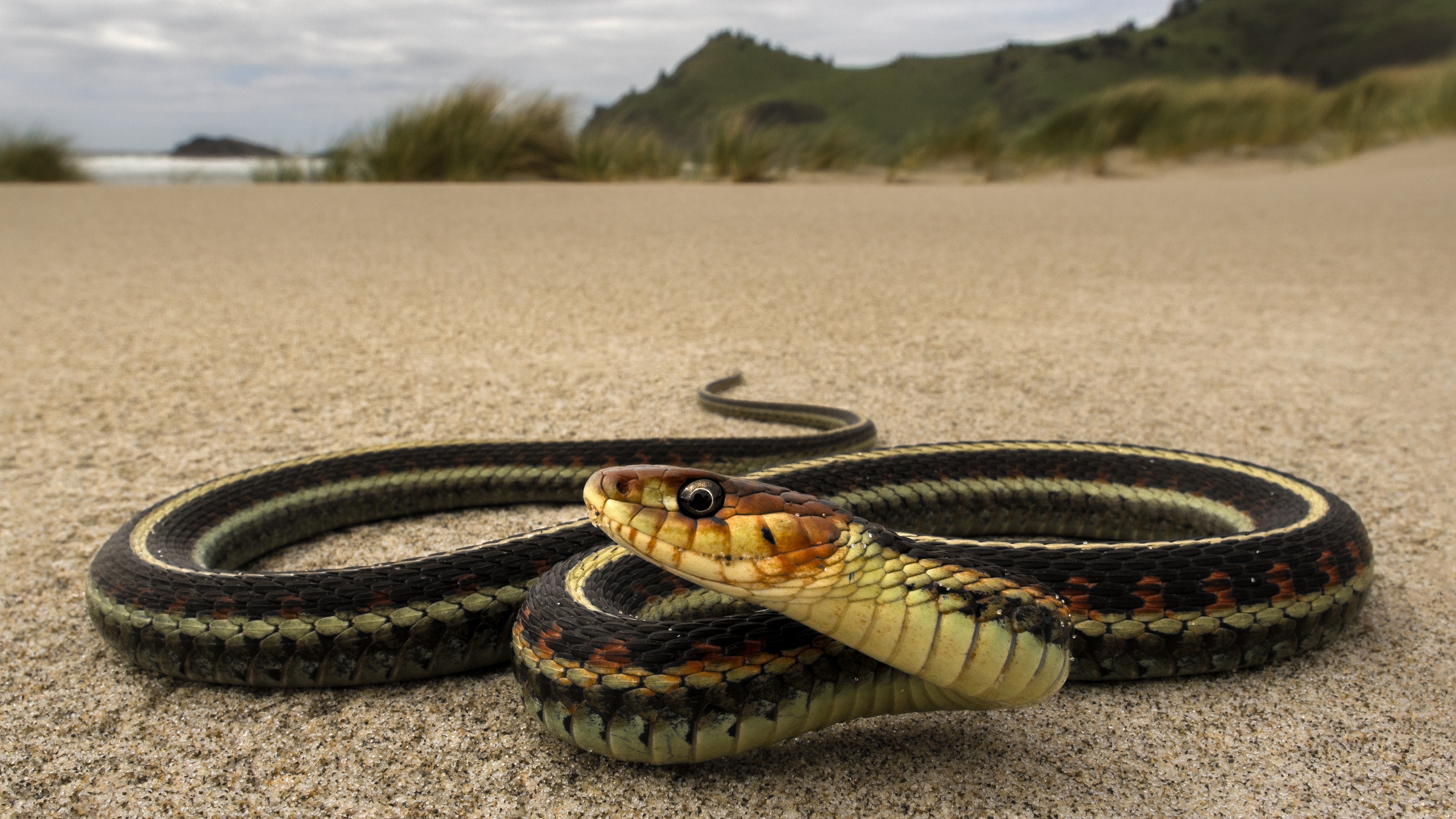 Змеи snake. Уж гадюка ,Кобра, питон. Змеи Фиджи. Пятиглавая Кобра. Калифорнийская подвязочная змея.