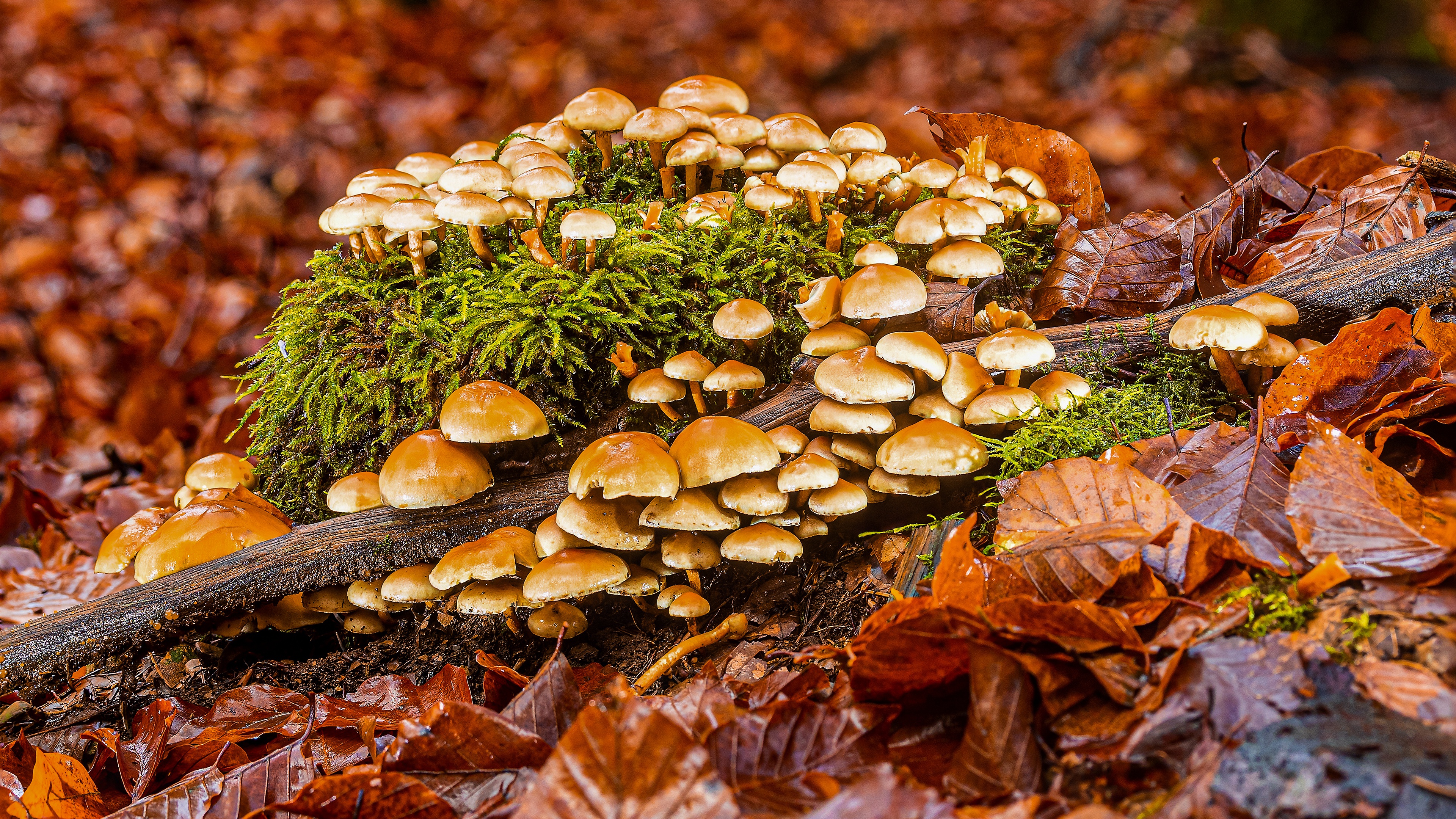 Грибы едят они глядят. Осень грибы опята. Грибы опята Лесные осенние. Лес грибы осень опята. Осень грибы опята Лесные.