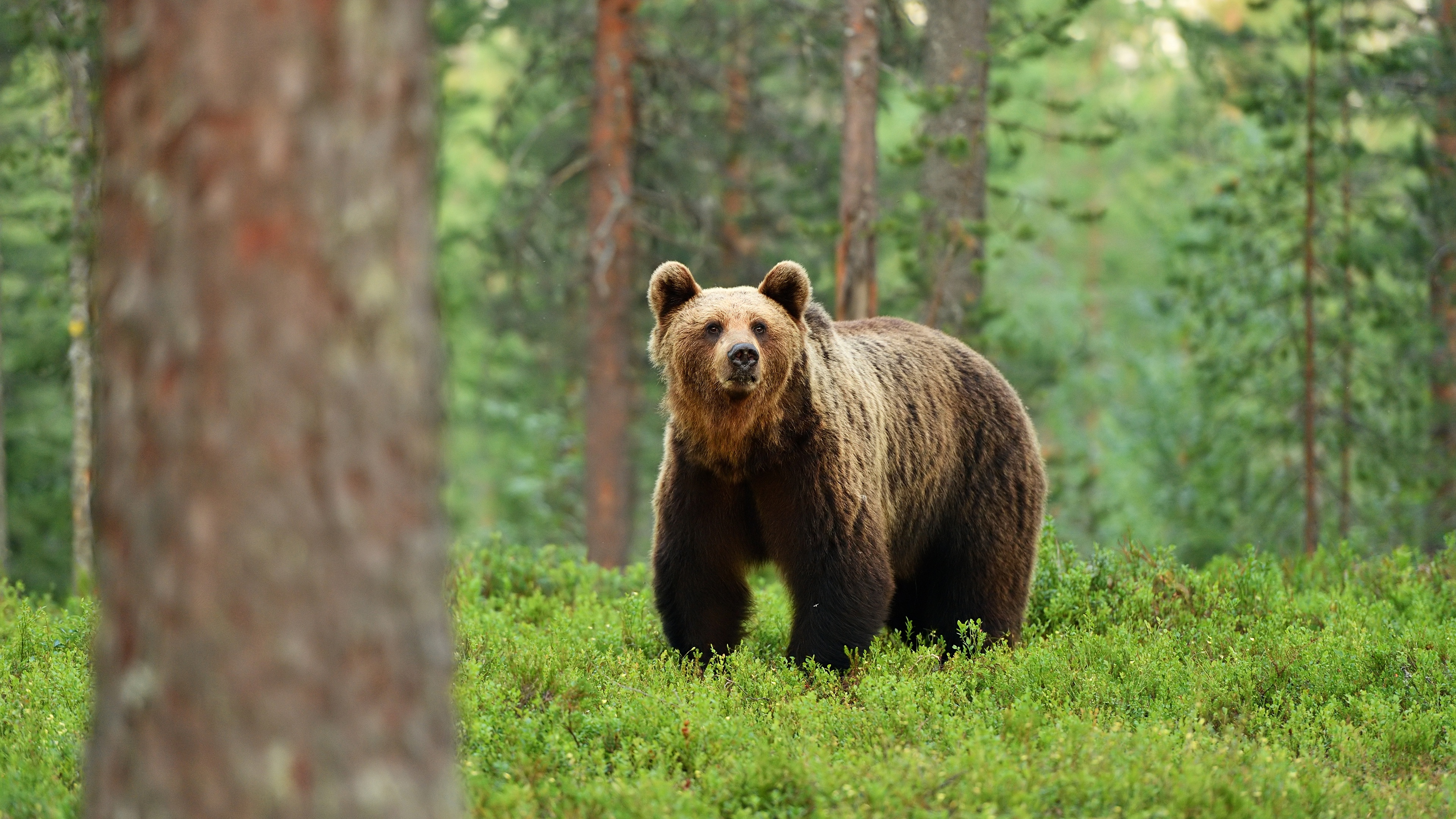 Бурый медведь тело. Бурый медведь (Ursus arctos). Бурый медведь в тайге. Аляскинский бурый медведь. Бурый медведь в лесу.