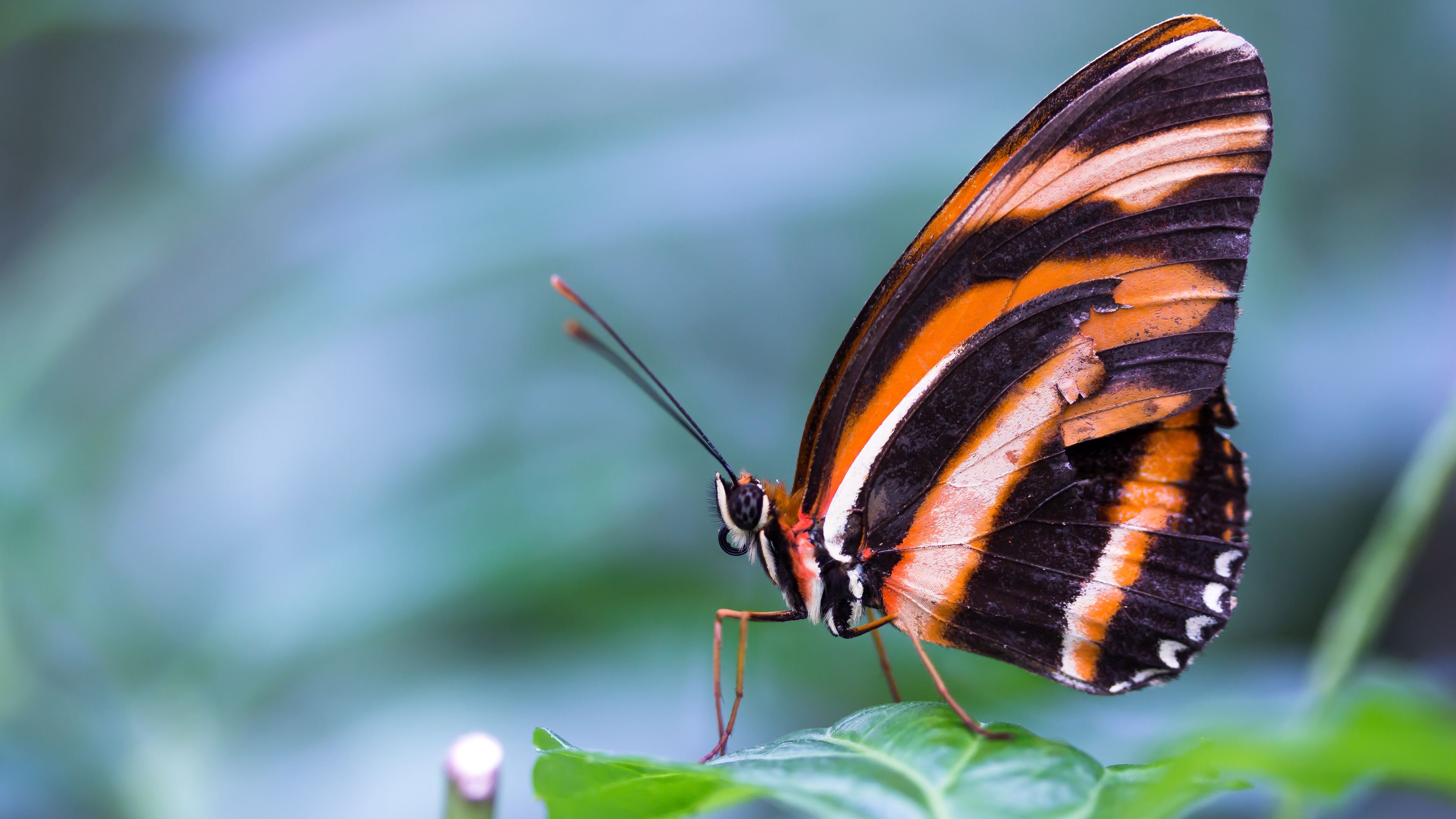 Бабочка на букву п. Парусник Марцелл бабочка. Зебровая бабочка-парусник. БУЛАВОУСЫЕ чешуекрылые. Полосатая бабочка.