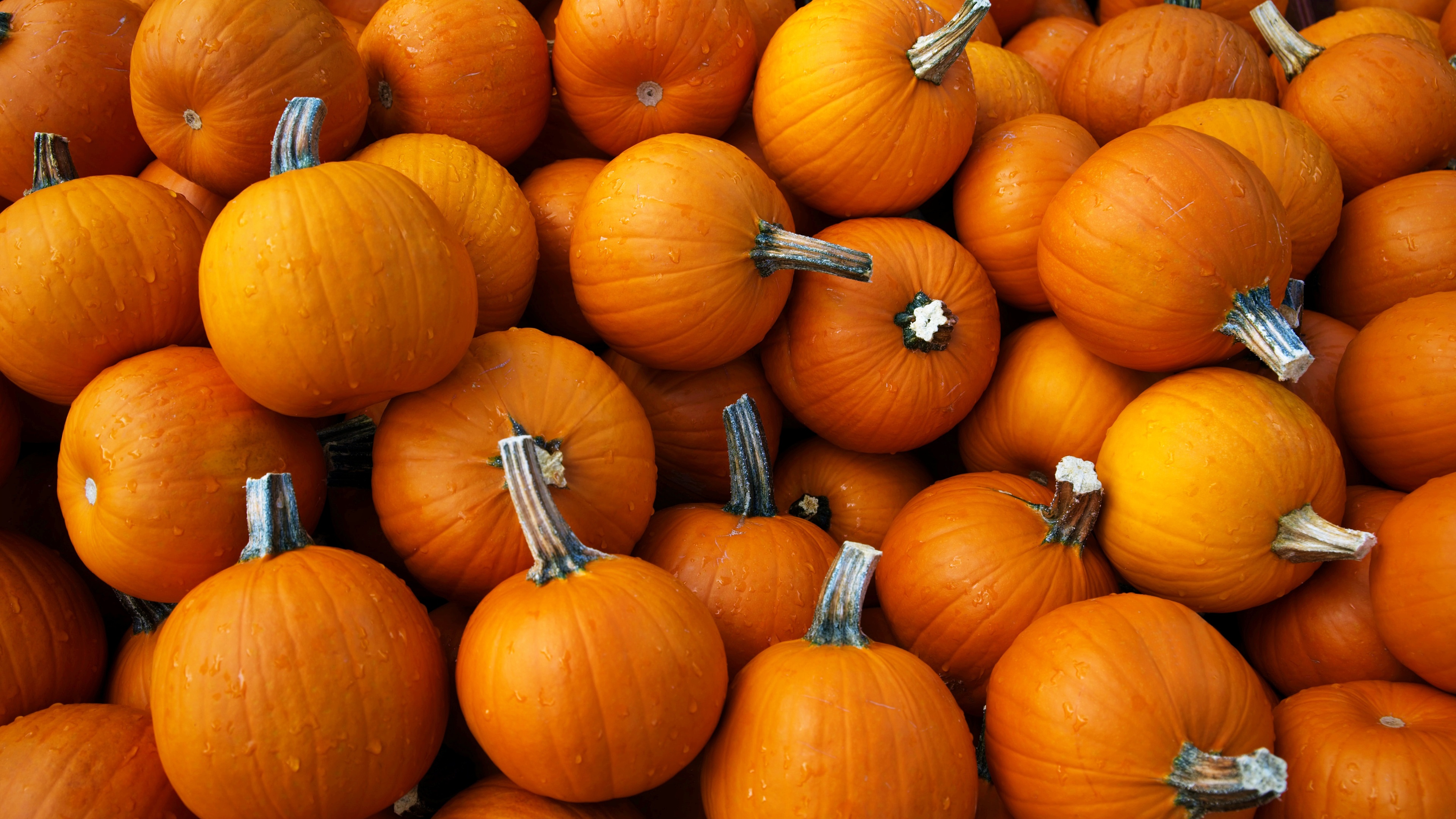 Calabaza enfadada