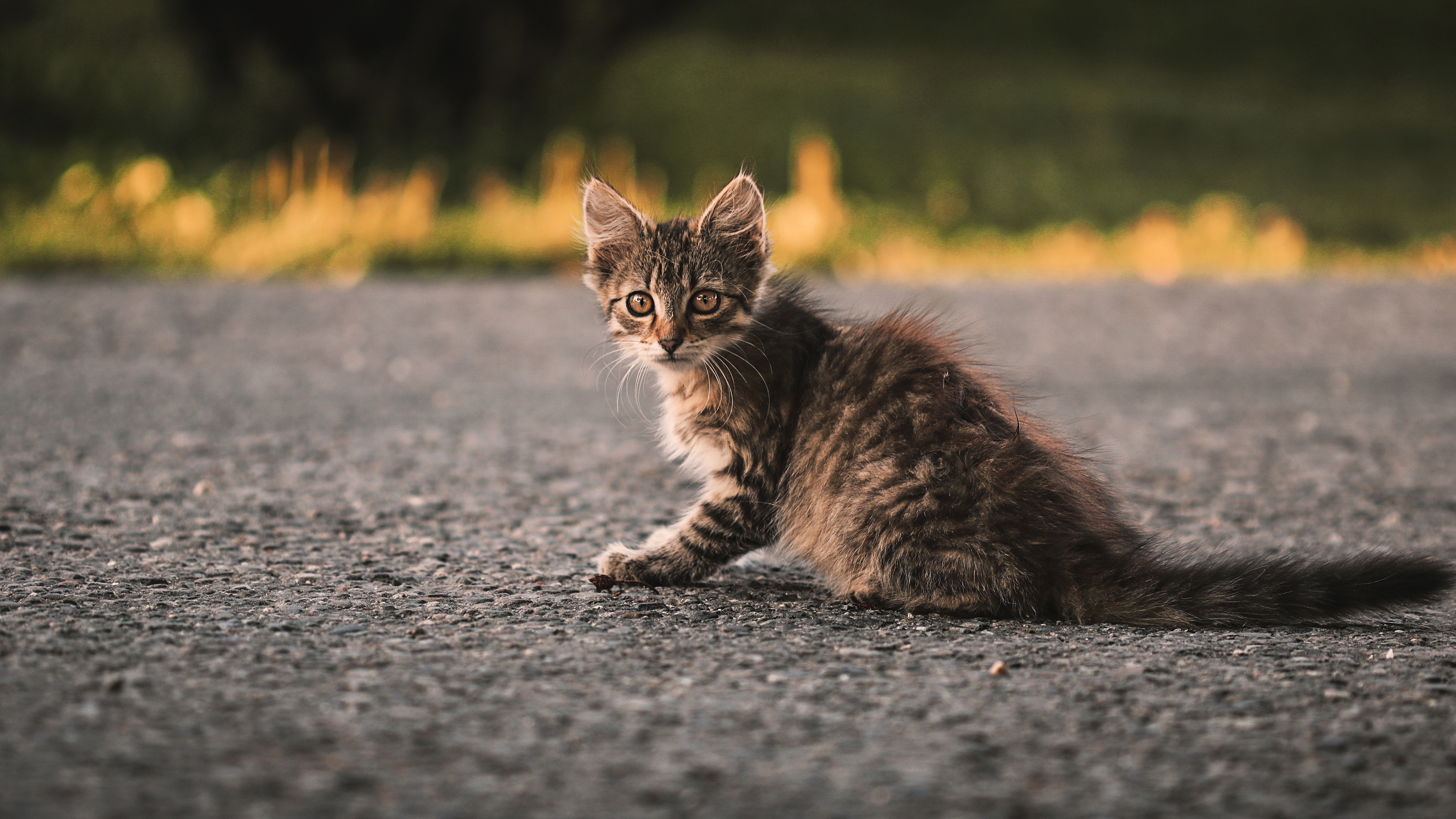 Фото котик стоит. Котенок на дороге. Одинокий котенок. Серый котенок на дороге. Маленький котенок на дороге.