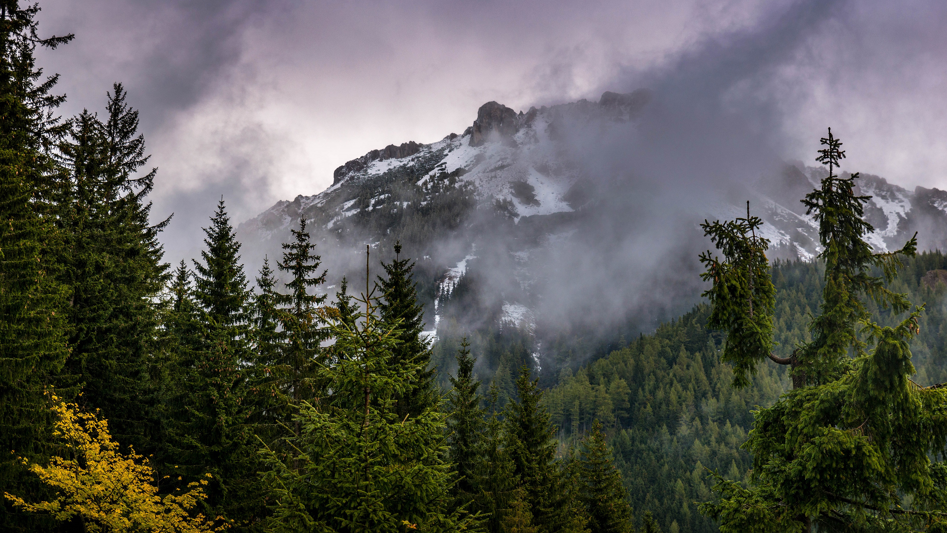 Горы ветка. Ели в горах. Вершина ели. Деревья в горах. Forest & Mountains & Fog.