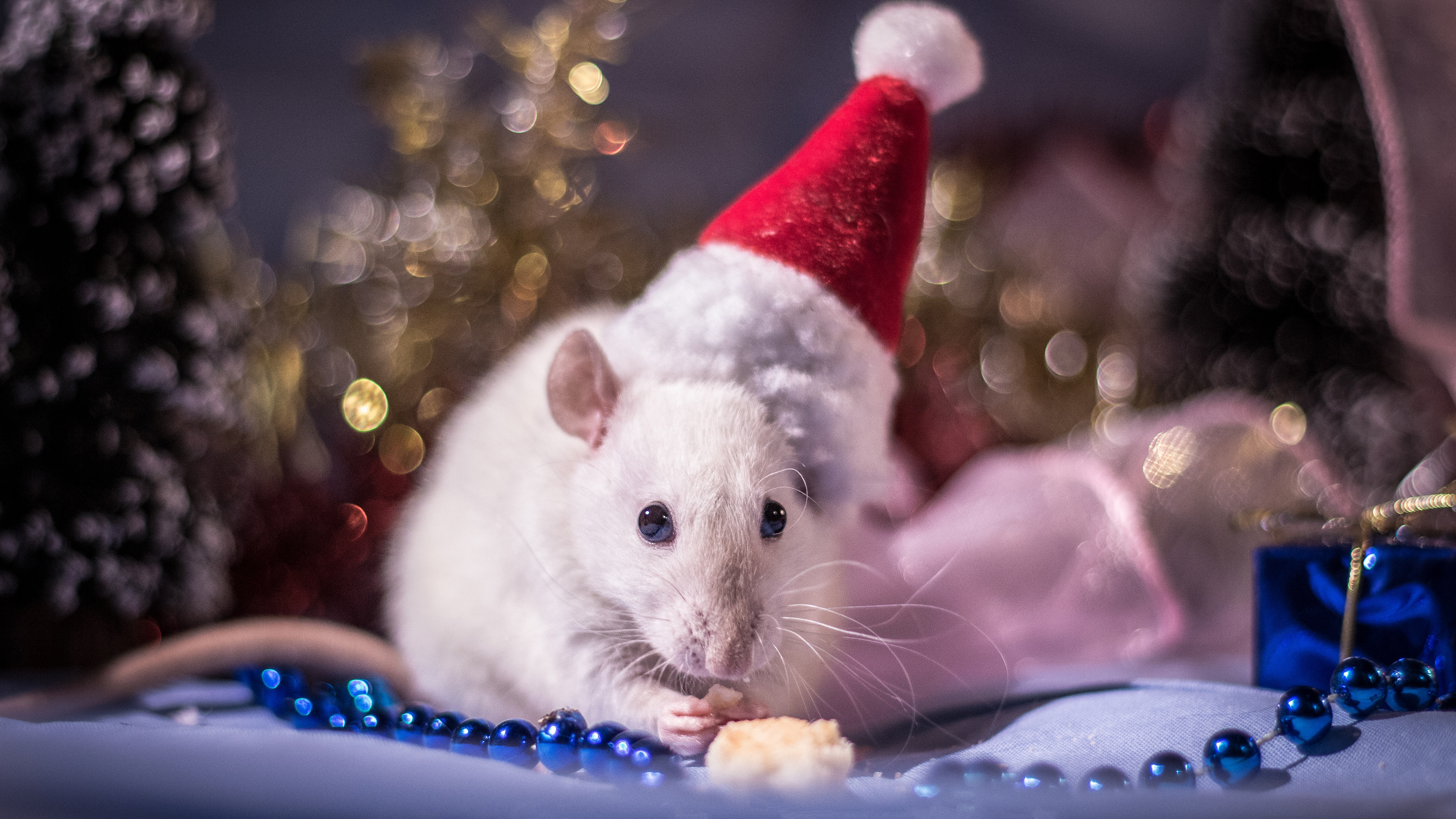 Mouse year. Новогодняя мышка. Новогодняя крыска. Мышка в новогоднем колпаке. Новогодний мышонок.