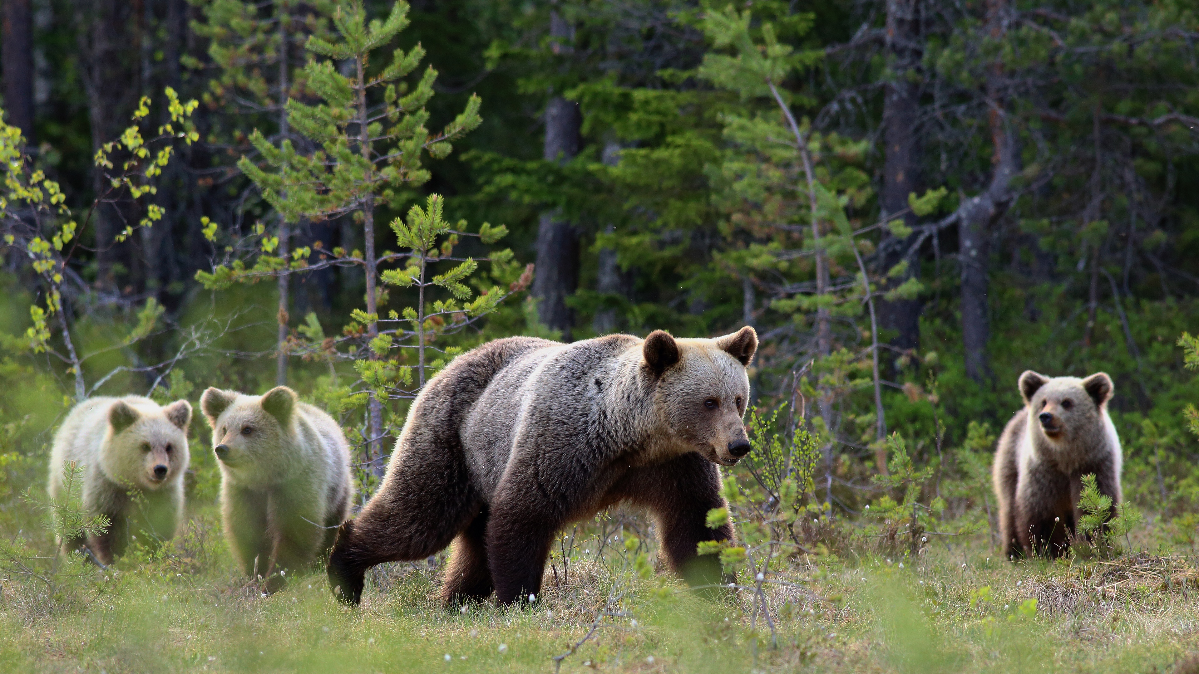 Countryside bears