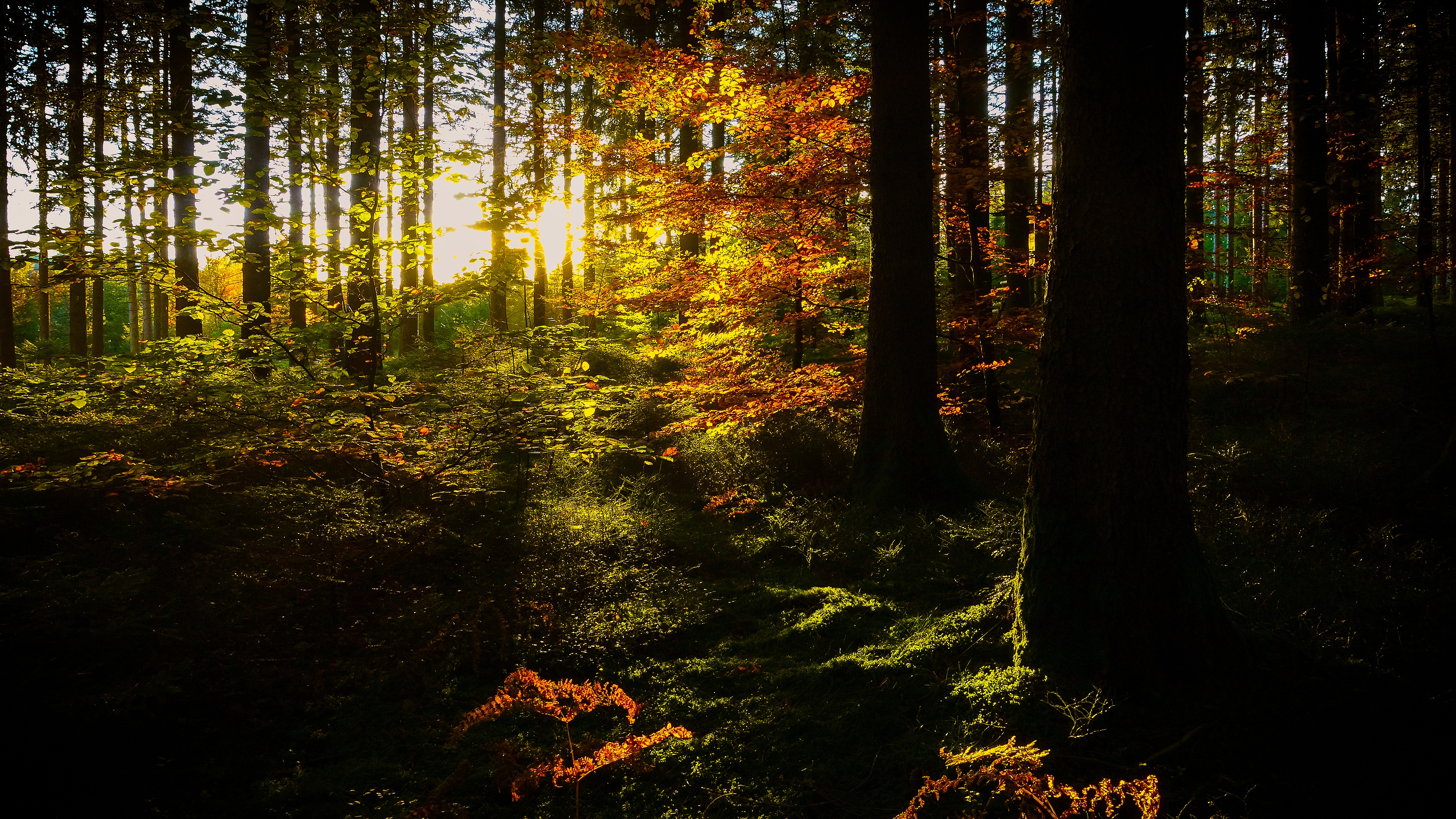 Лес солнце и звезды. Солнечный лес. Солнце в лесу фото. Осенний лес вечером 2к картинка. Autumn Twilight Forest.