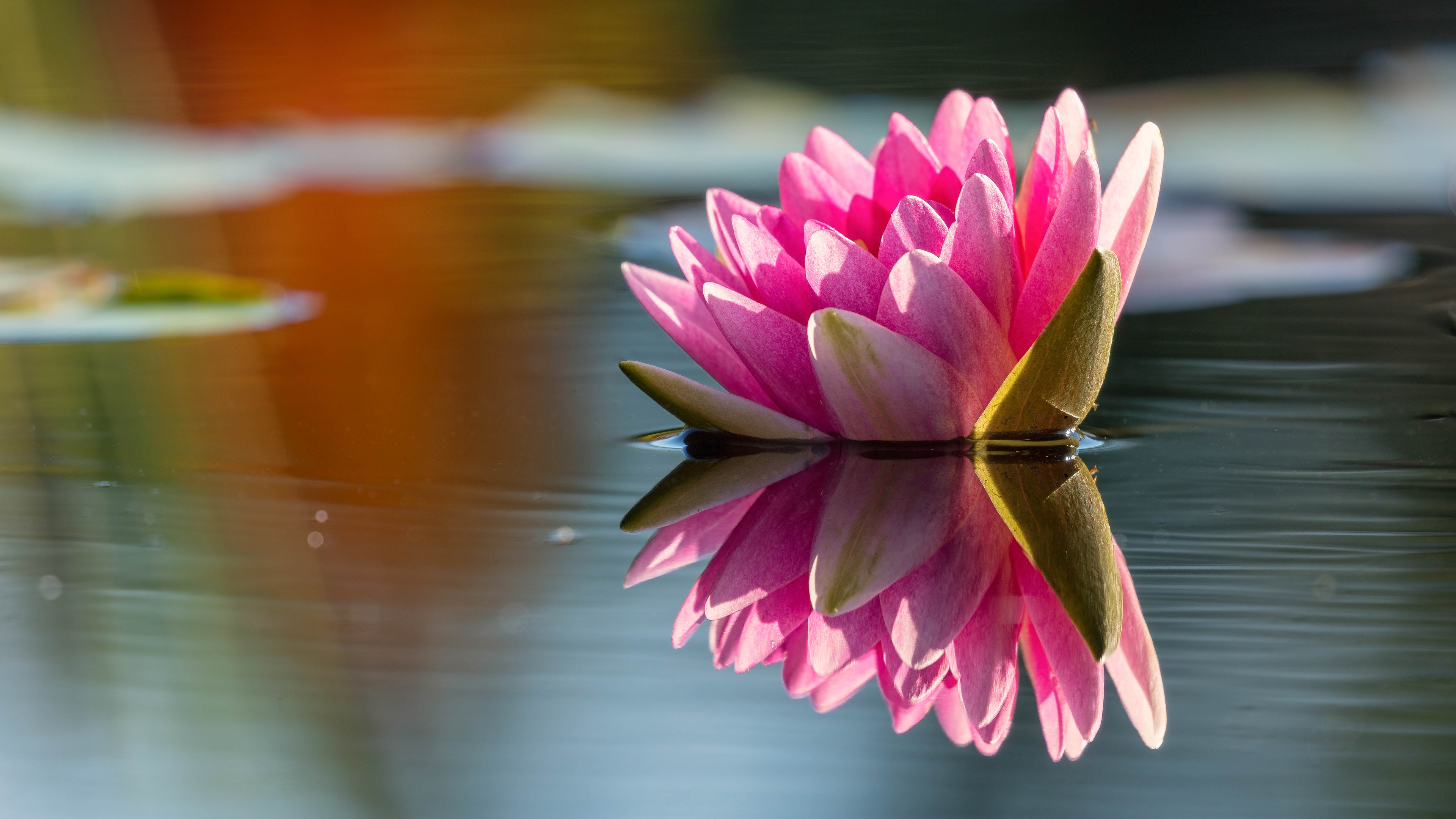 Лилия озерного света. Кувшинка симметрия. Река с кувшинками. Цветы на воде. Фон для рабочего стола цветок в воде.