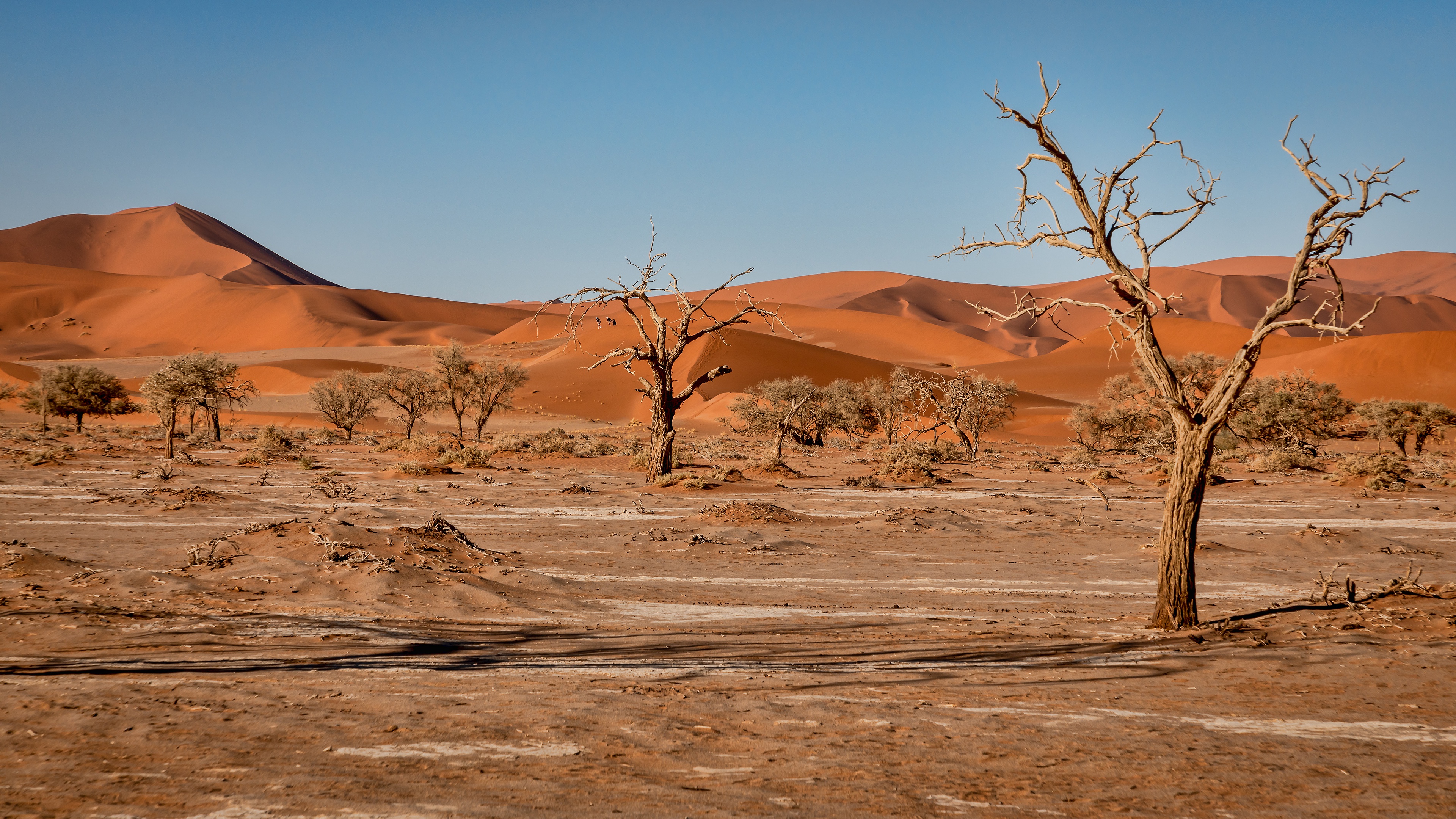 Самая сухая пустыня в африке. Эль-Азизия Ливия. Кусты в пустыне Намиб. Оазис в пустыне Верблюды. Пейзаж пустыни Кызылкум.