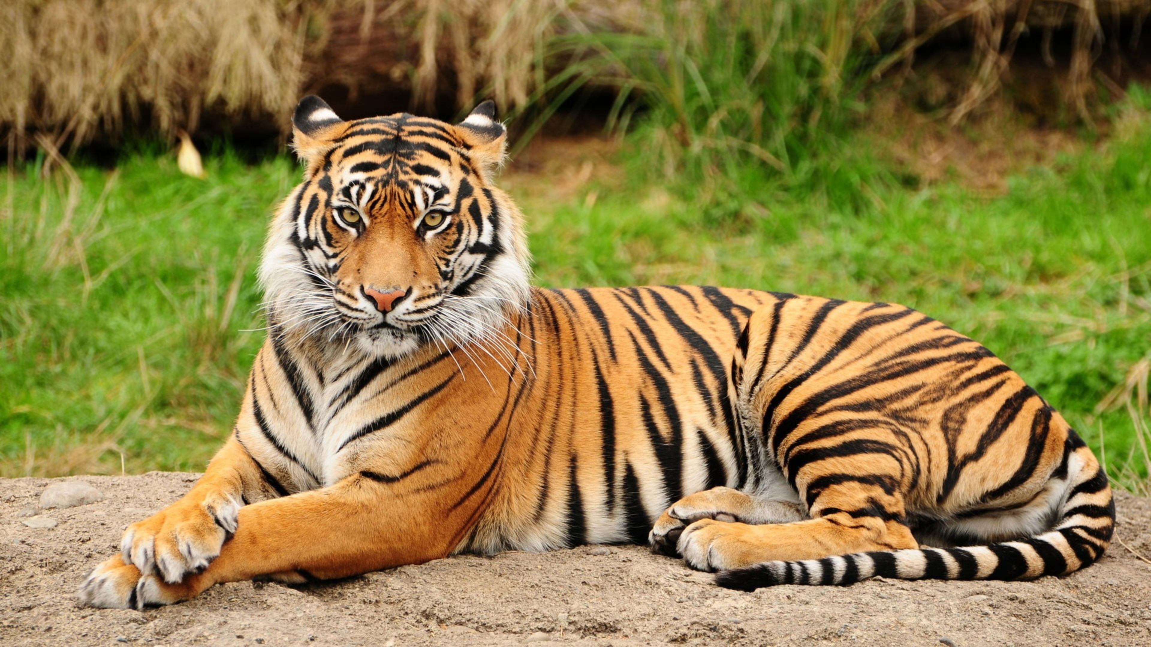 Animals en. Тайгер тигр. Суматранский тигр и Амурский тигр. Бенгальский тигр. Амурский тигр i bengalskii Tigr.
