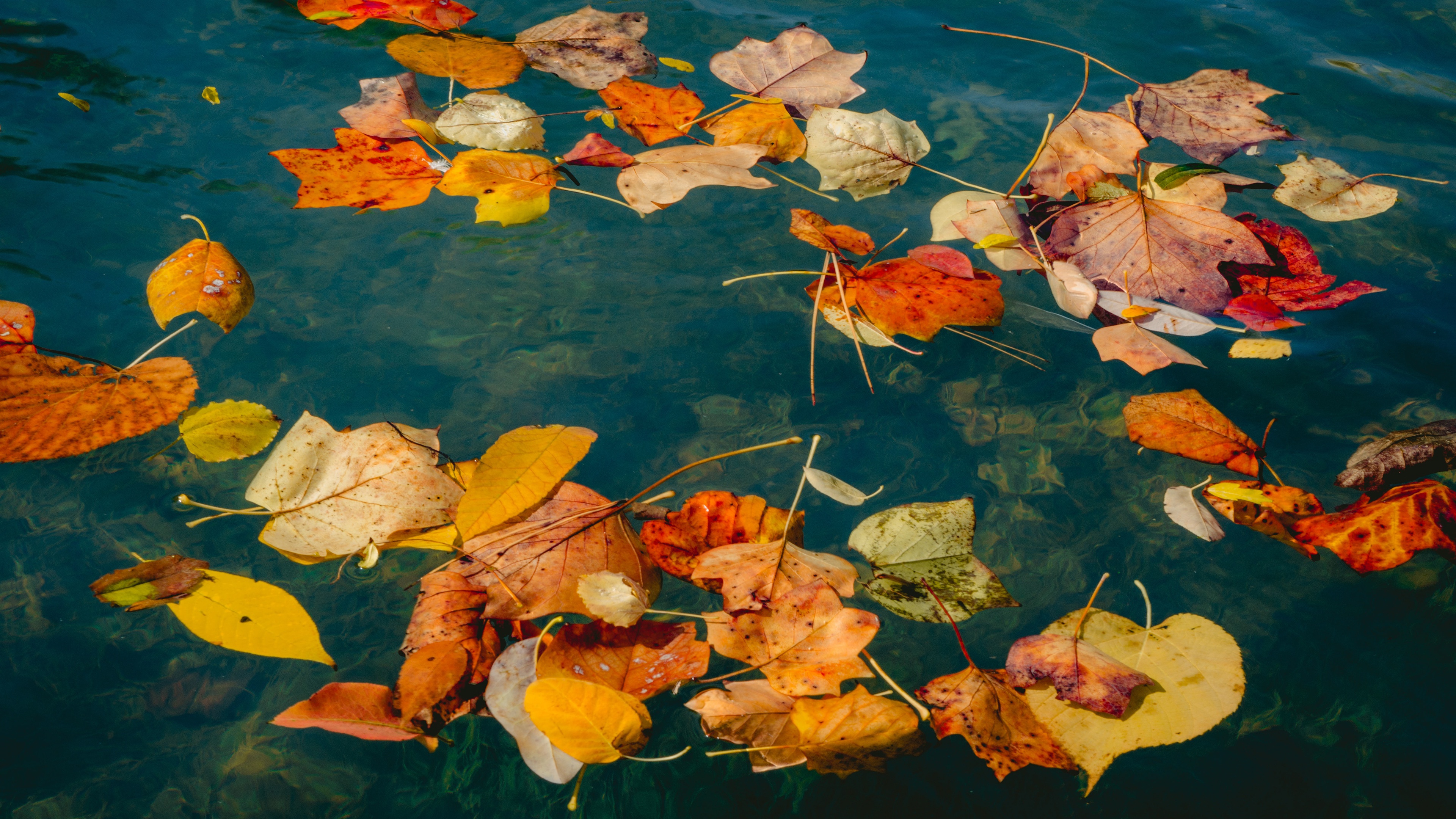 Падающие листья в воду. Осенние листья на воде. Осенняя листва на воде. Листья в воде осень. Осенние листочки на воде.