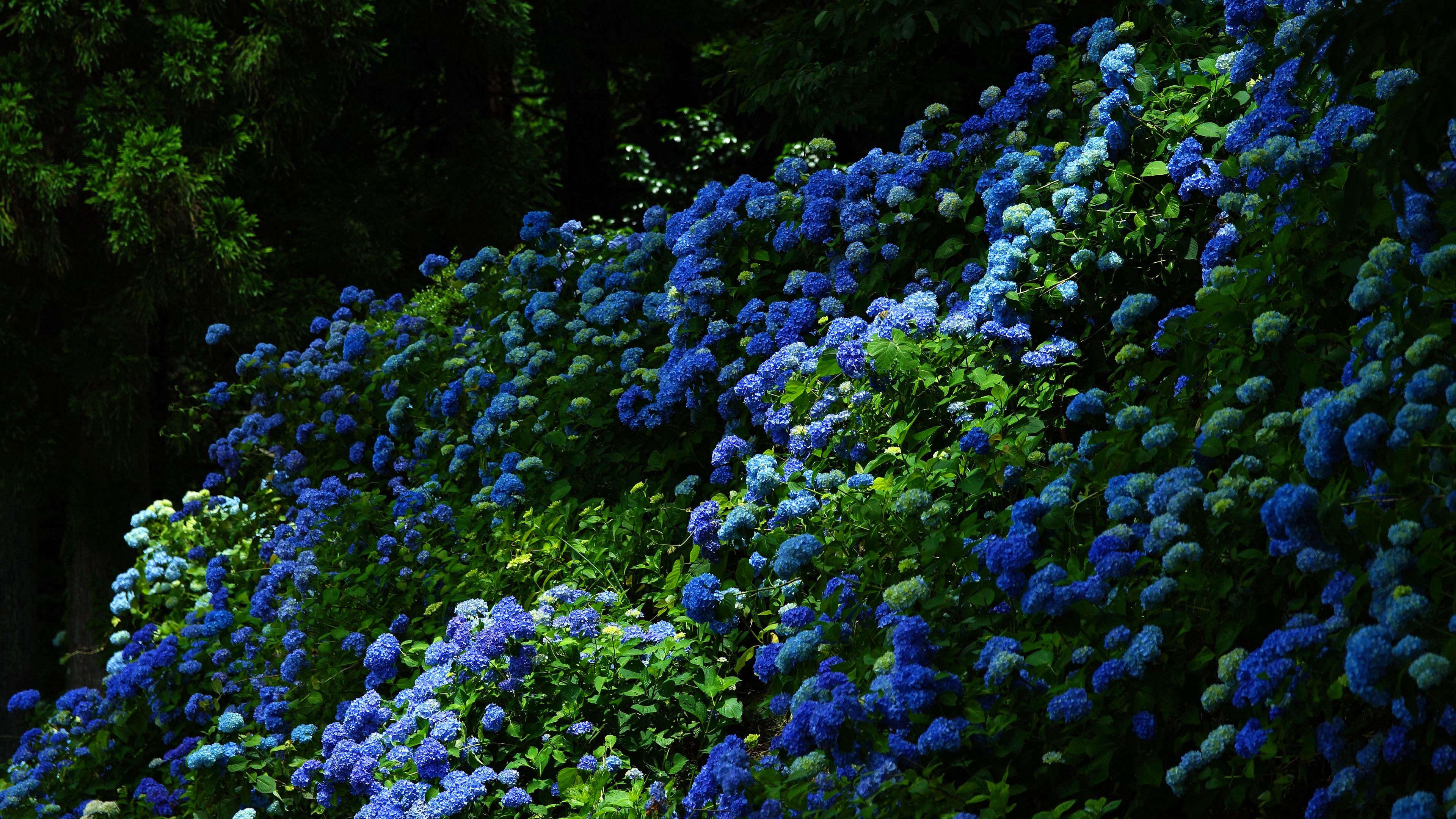 На поляне растут синие цветы