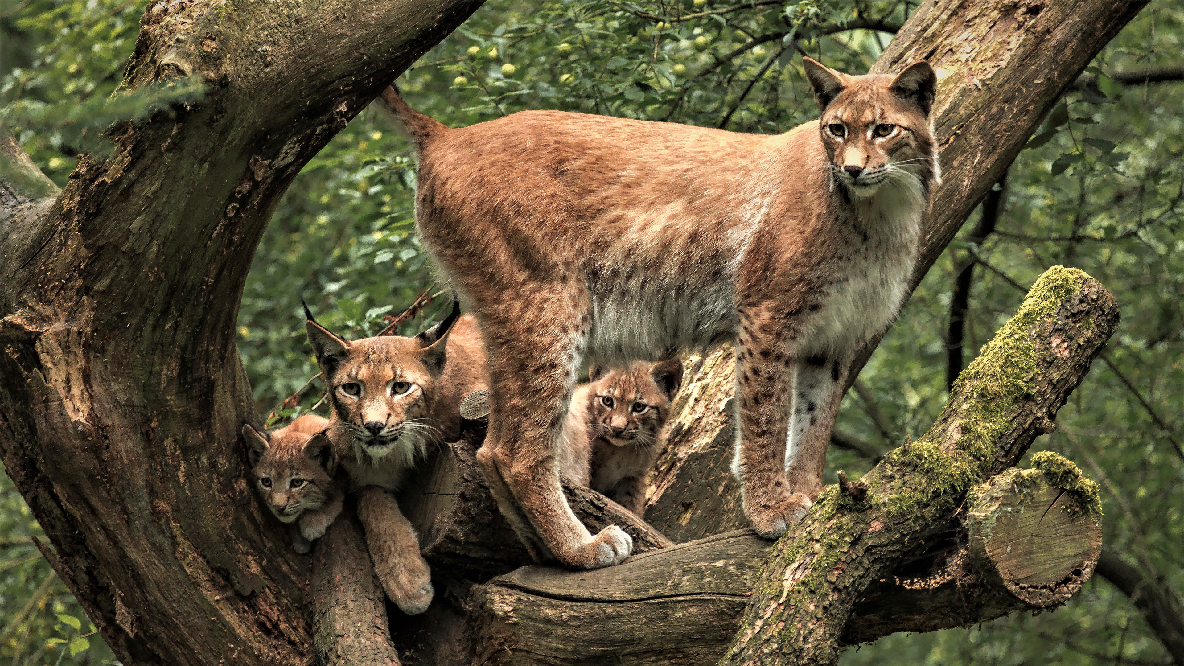 Много рысей. Рысь (Lynx Lynx) в дикой природе. Lynx issiodorensis. Кошачье семейство. Дикая Рысь.