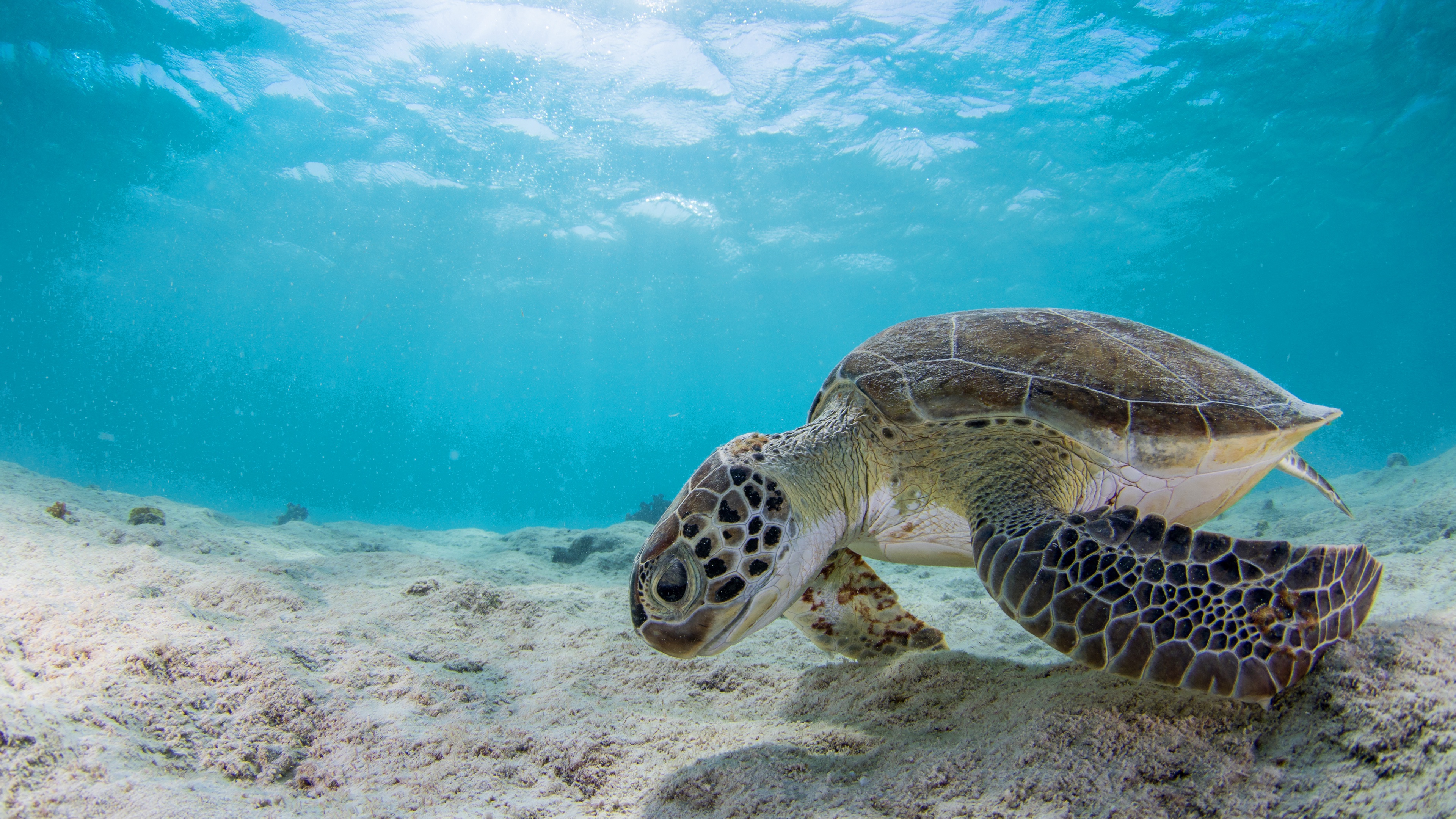 Морские черепахи жизнь. Морская черепаха. Подводные обитатели. Подводный мир черепахи. Море черепаха.