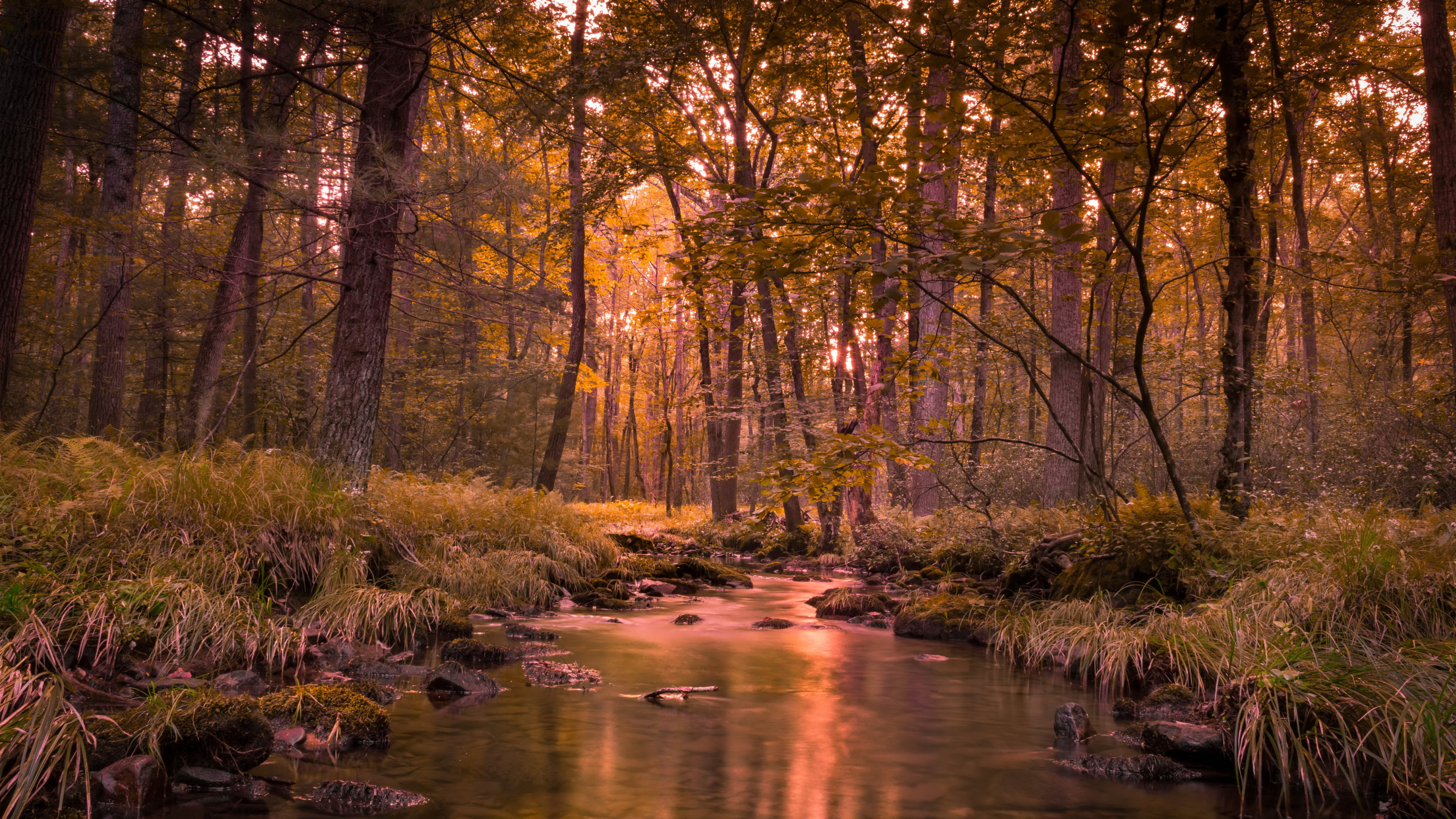 осень, лес, река