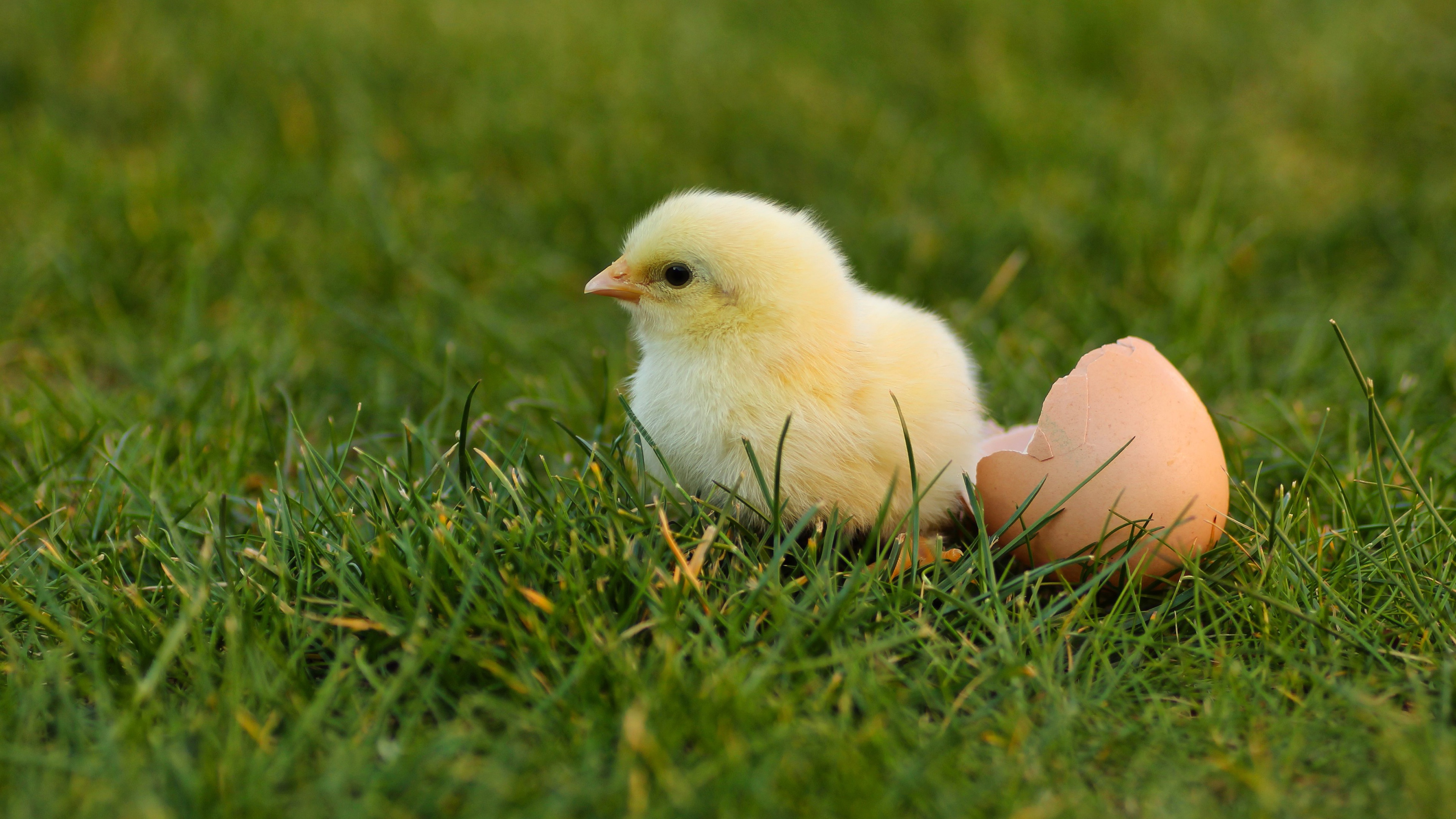 Видеть во сне маленьких цыплят много. Яйцо цыпленок. Цыплята обои. Птенец из яйца. Выводковые птенцы яйца цыплята.