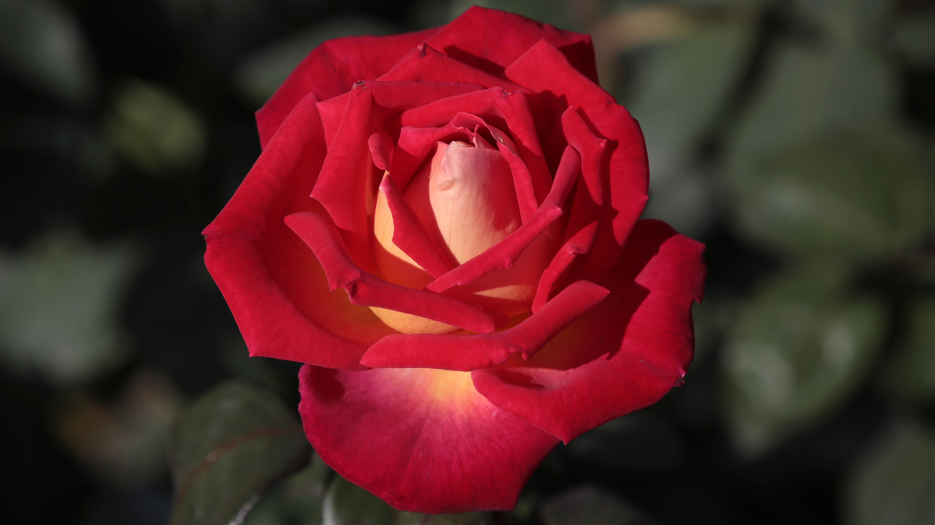 Красные бутоны зейнеп. Бутон красной розы. Бутон красной розы на белом фоне. Алый белый красный розы.