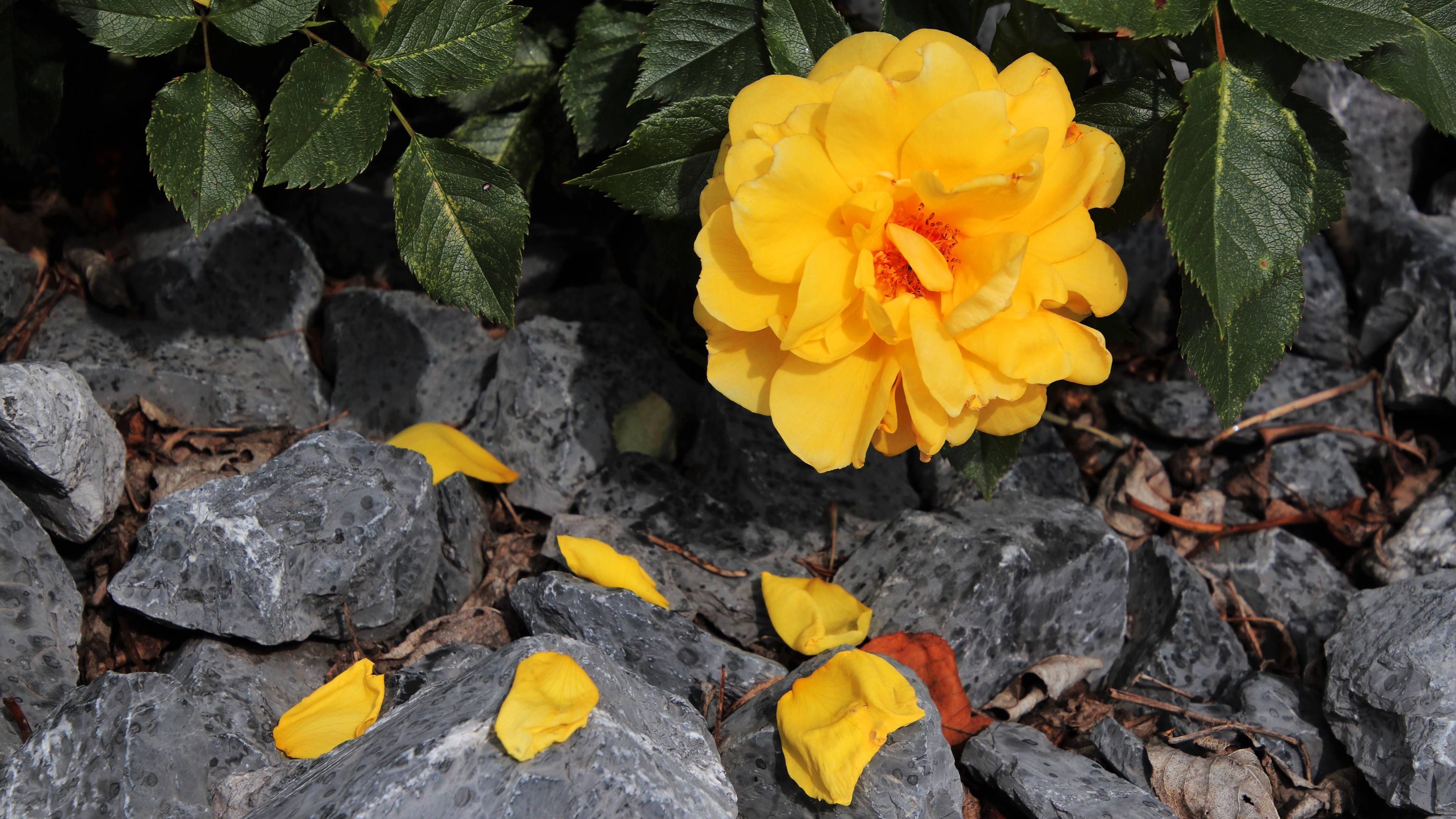 Желтоватые или розовые лепестки. Пион Opal. Желтые розы. Лепестки роз жёлтые.