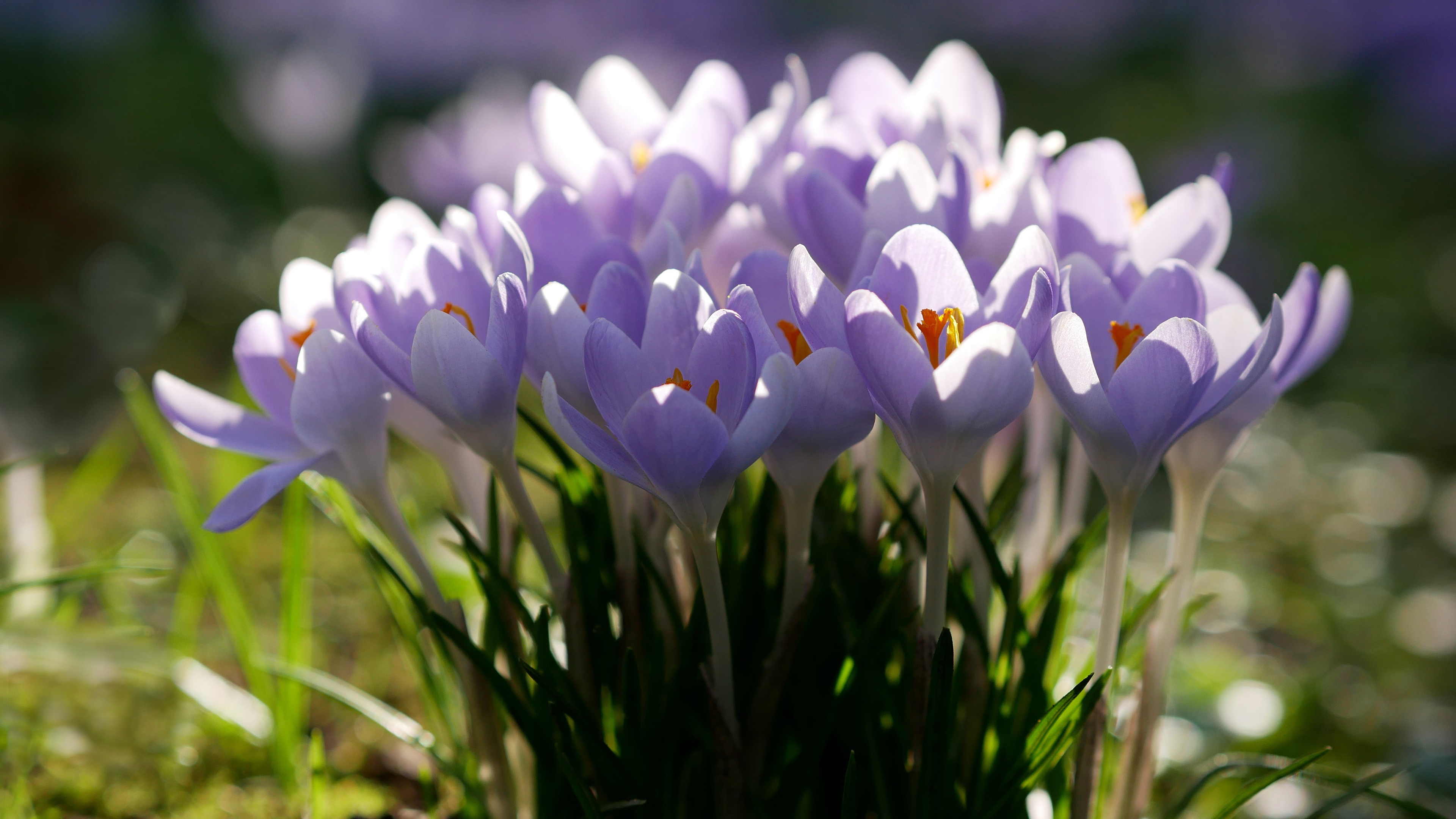 Крокусы. Крокусы розовые. Обои на рабочий стол крокусы. Лавандовый Крокус – Lavender Crocus.