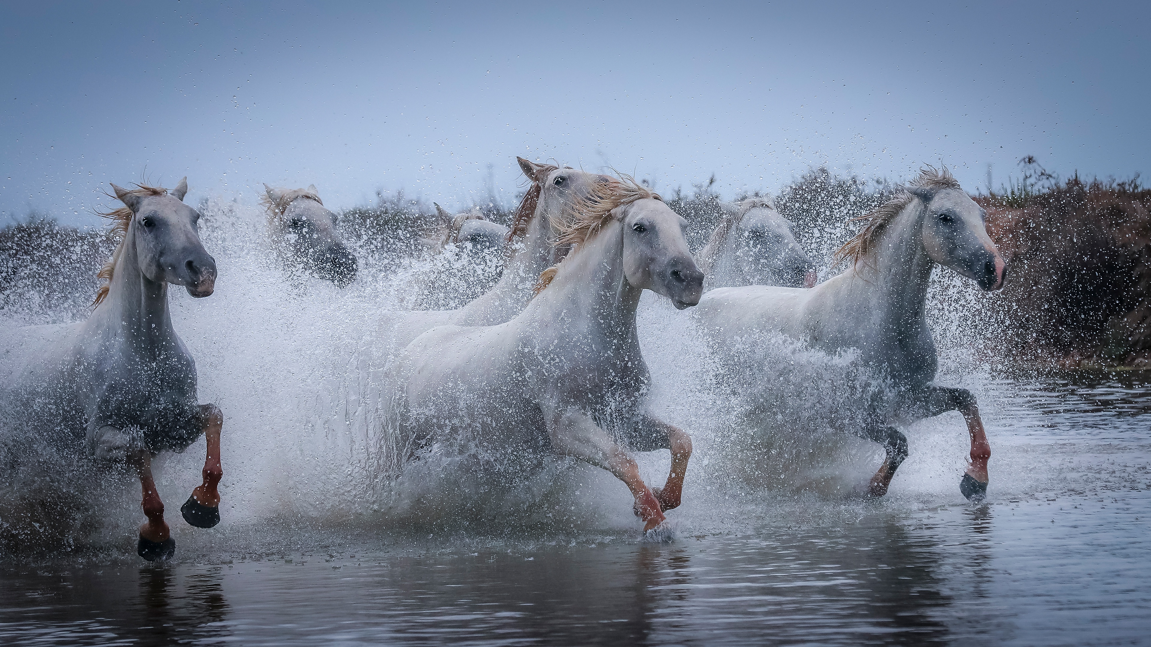 Лошадиная вода