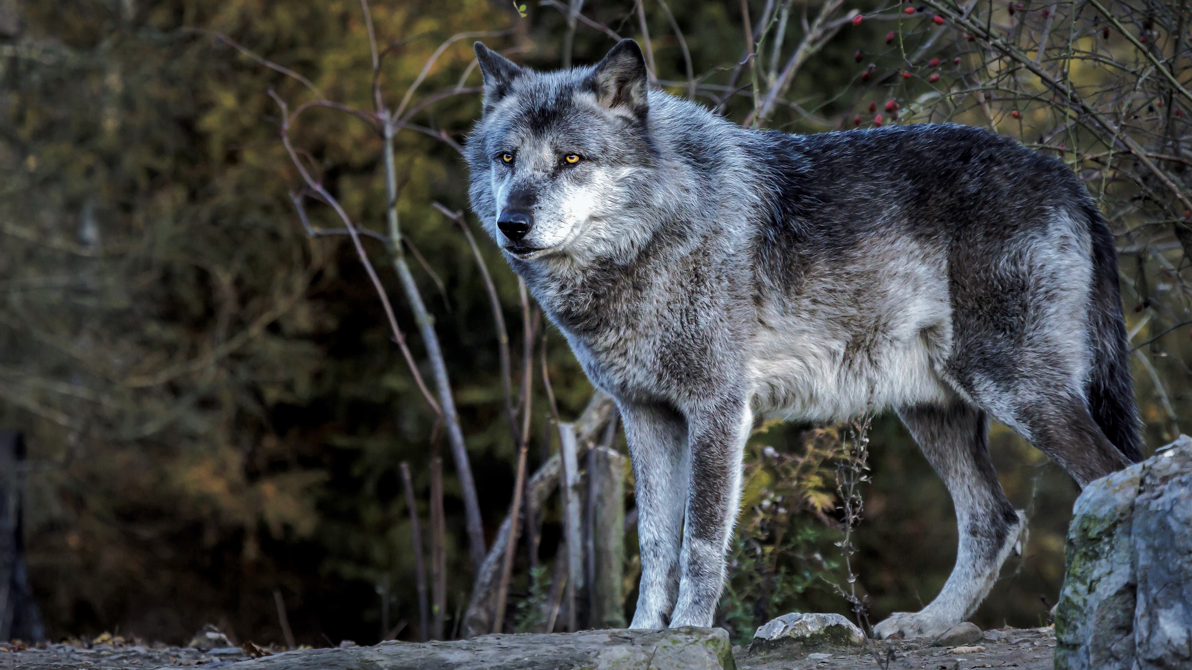 Волк евразии. Макензийский волк. Серый волк canis Lupus. Среднерусский Лесной волк. Canis Mosbachensis.