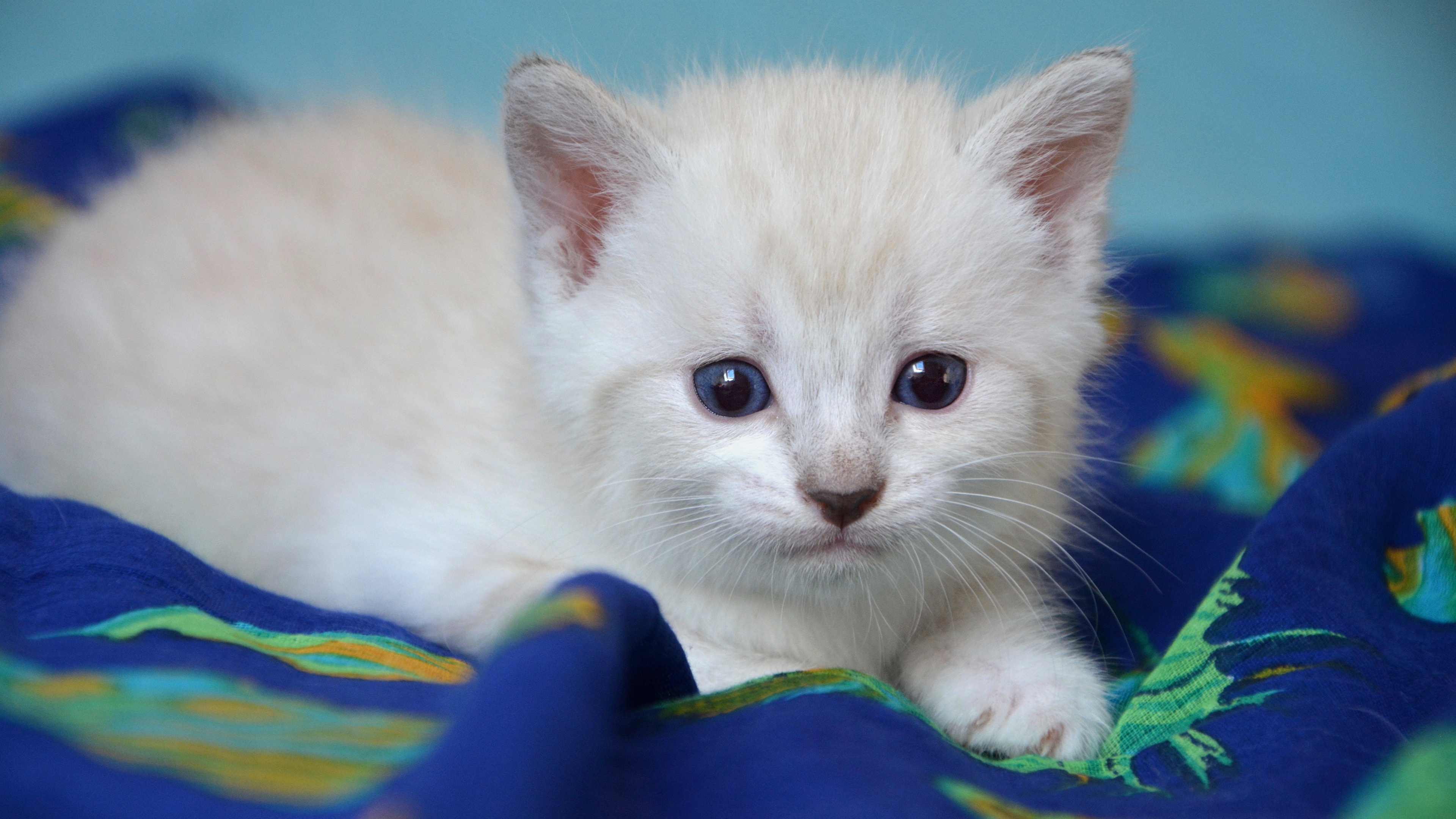 Беленьких котиков. Белый котенок. Белый котёнок с голубыми глазами. Белый пушистый котенок с голубыми глазами. Маленький котенок.