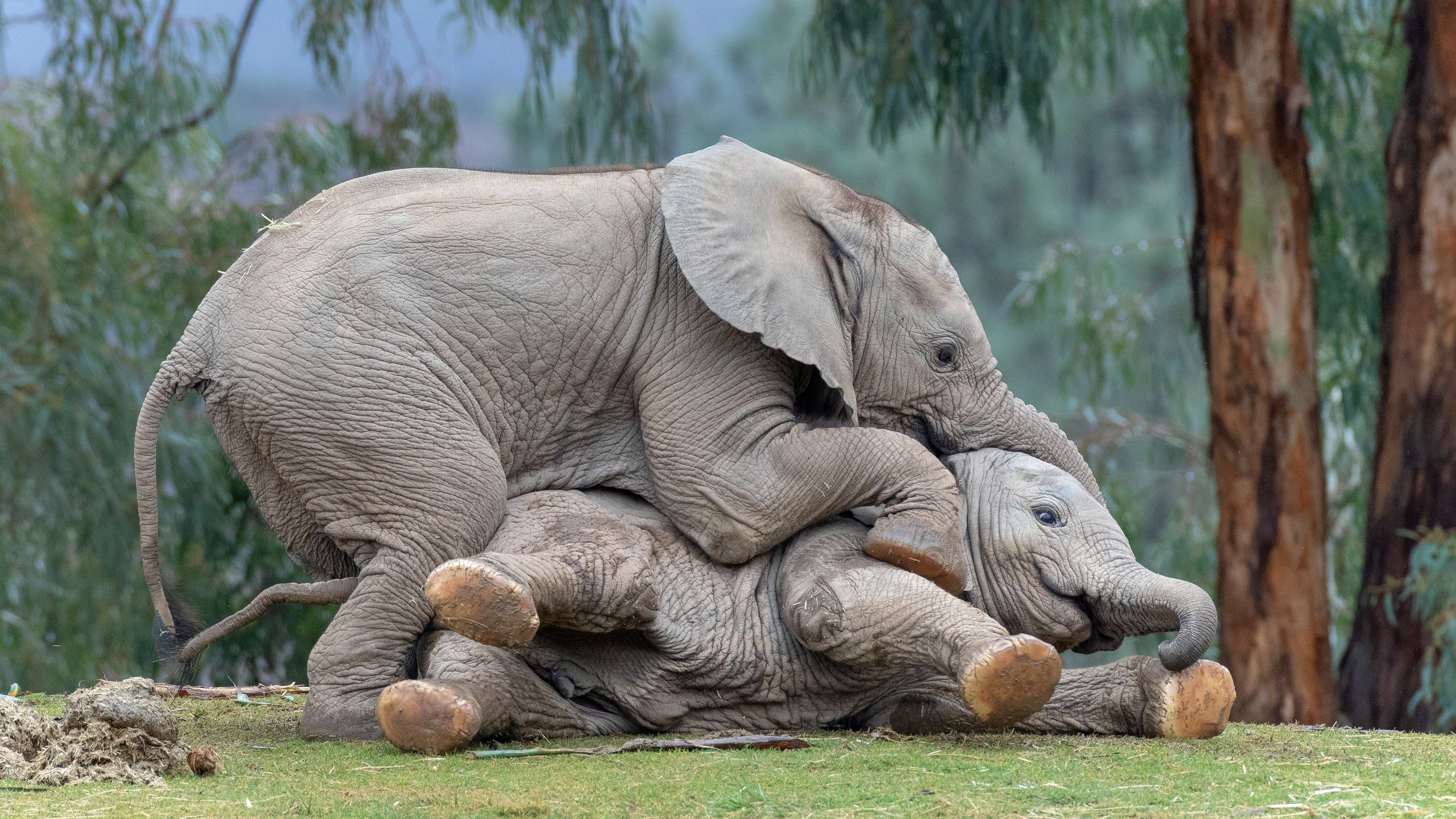 Play elephant. Слоненок. Слон и Слоненок. Милые слоны. Маленький Слоник.