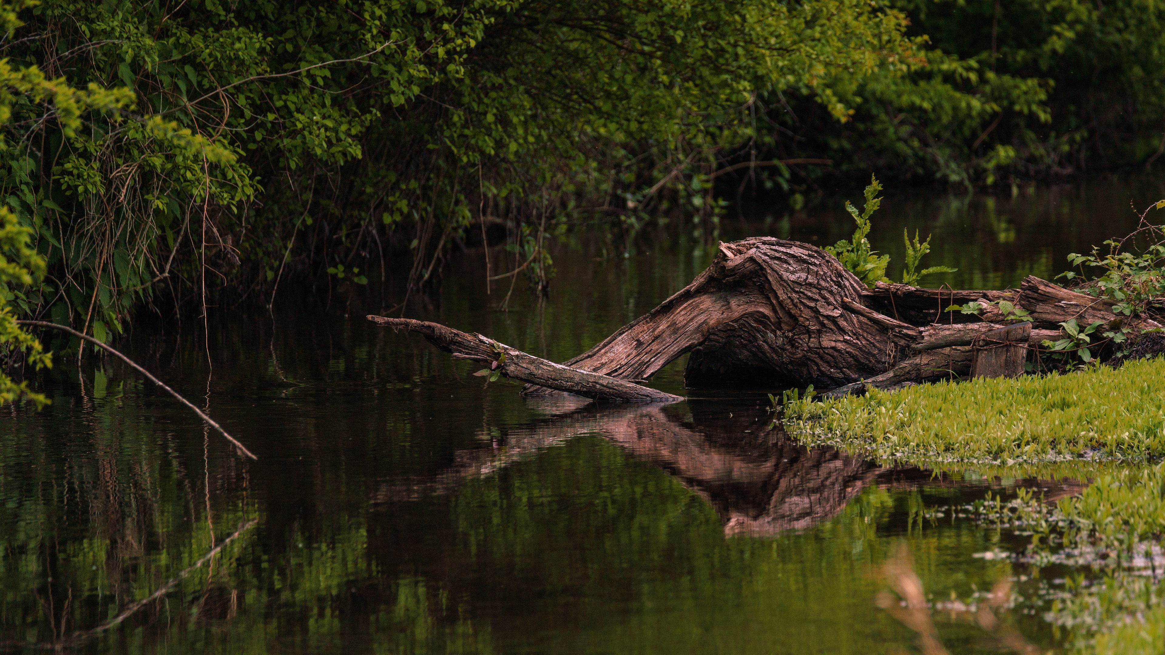 Лес в стоячей воде смешанной с пресной. Коряга в реке. Коряга на берегу реки. Пруд коряги. Коряги в водоеме.