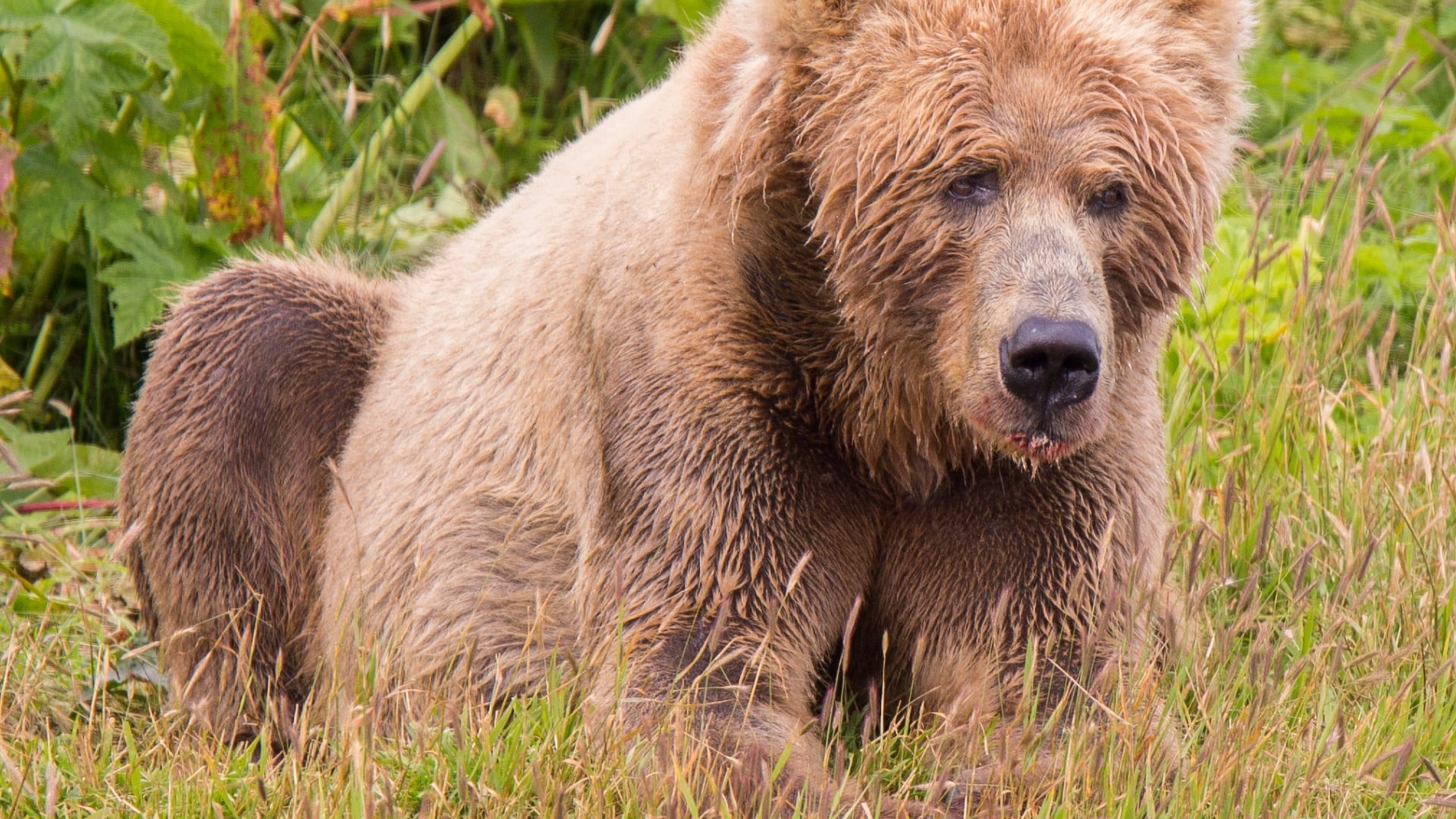 Медведь крупное млекопитающее. Бурый медведь Кадьяк. Кадьяк (медведь). Медведь бурый Кодиак. Тянь-шаньский бурый медведь.