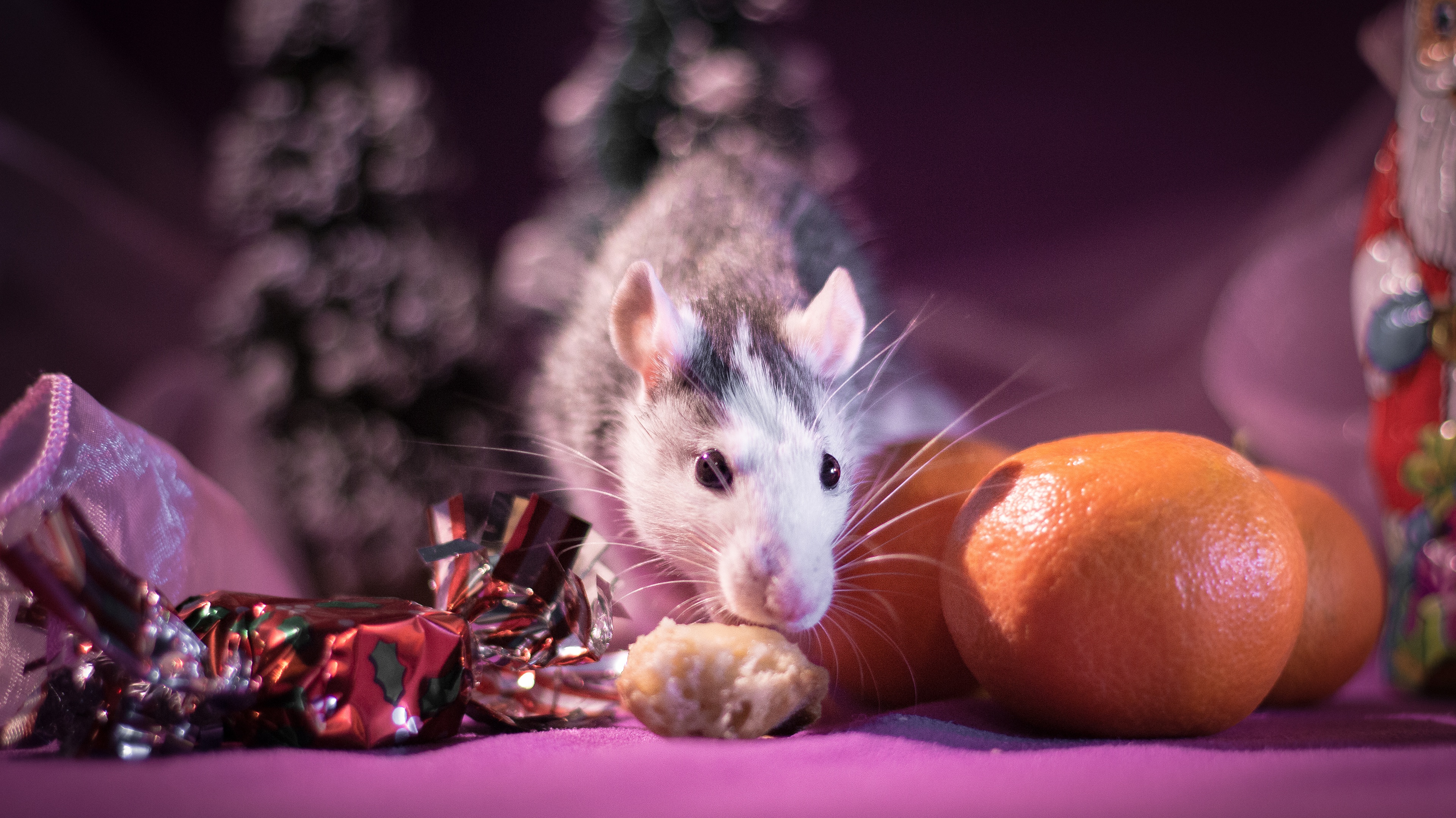 Можно ли крысам мандарины. Мышки. Новогодняя мышь. Новый год животные. Фотосессия крысок на новый год.
