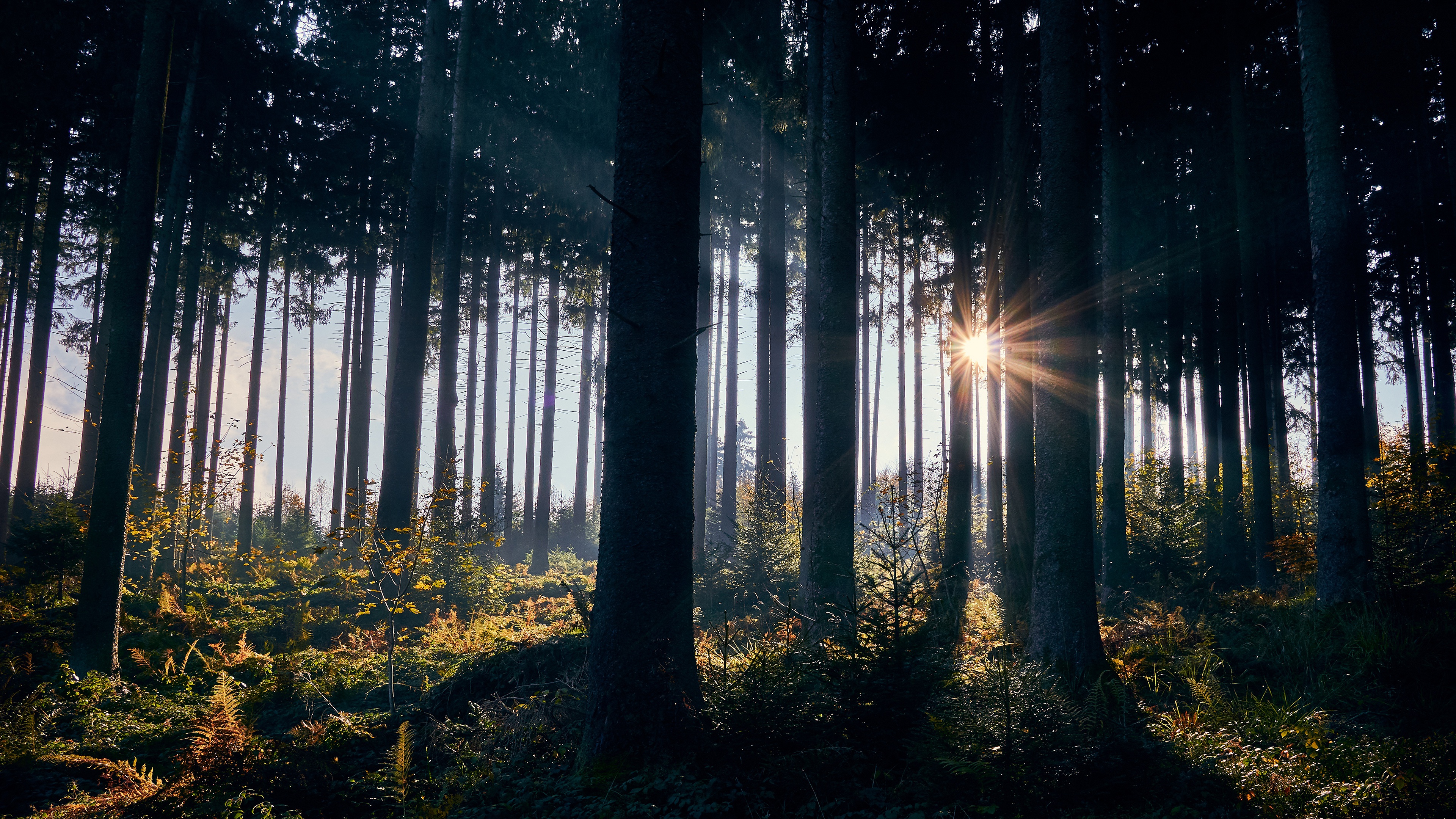 Лес солнце и звезды. Ночной лес фото. Лучи солнца. Свет падает в лесу.