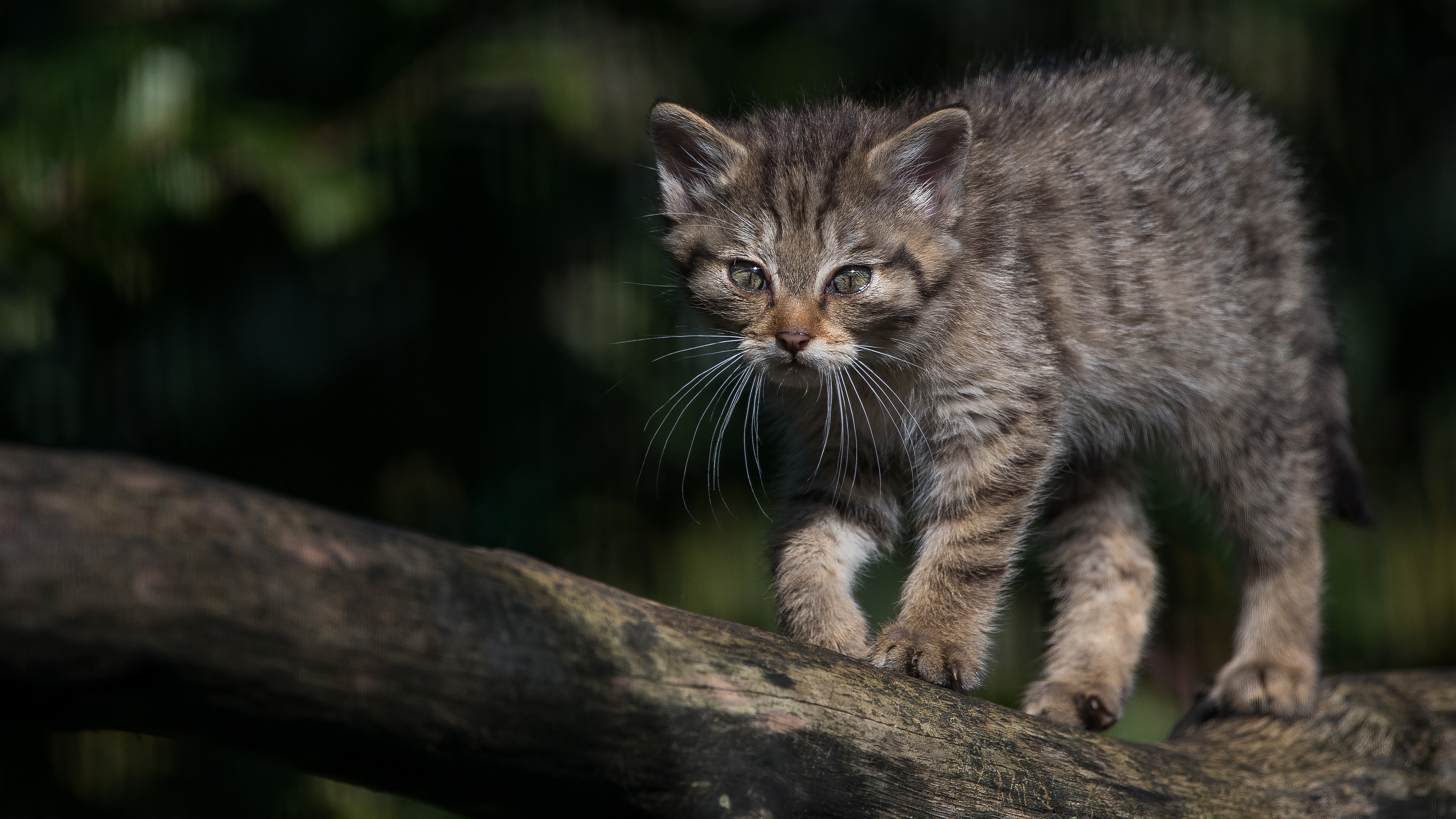 Котята Лесной Кошки Фото