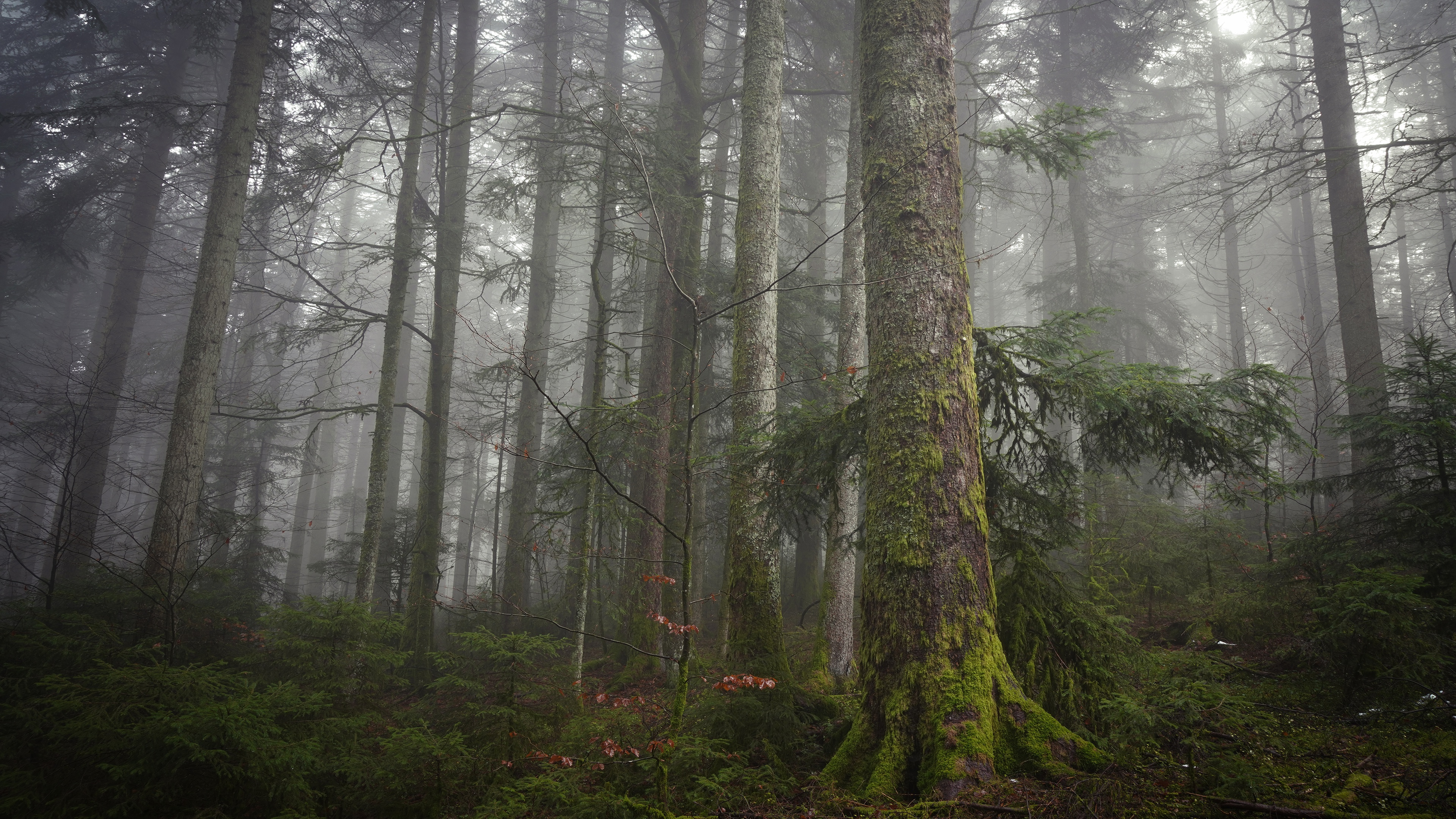 Html forest. Туманный лес ДНД. Туманный хвойный лес. Дремучий Владимирский лес. Туманный лес в Китае.