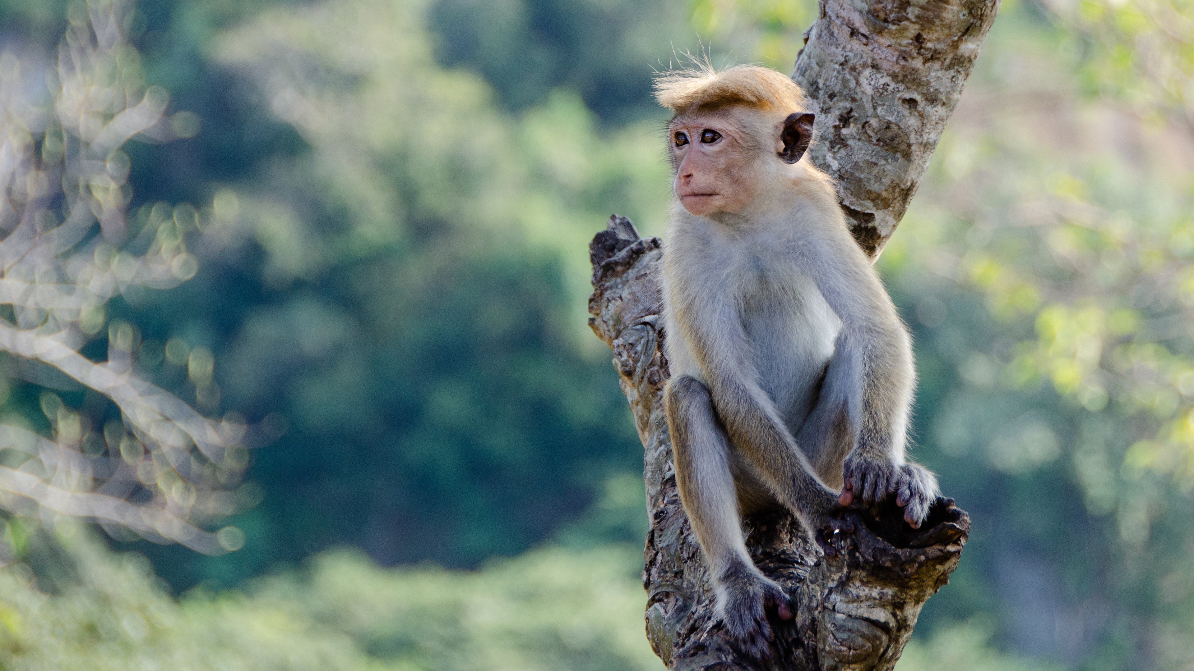 Макаки шимпанзе. Обезьяна. Фото обезьяны. Мартышковые обезьяны. Шимпанзе.