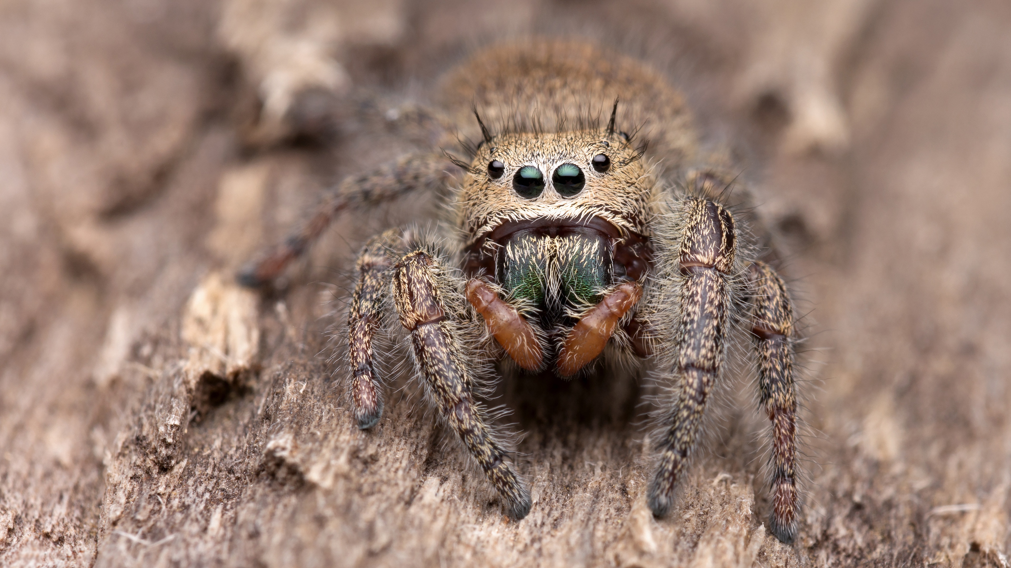 Сколько пауков. Гималайский паук-скакун. Phidippus Audax (паук-скакун). Гималайский прыгучий паук. Пауки скакуны на Эвересте.