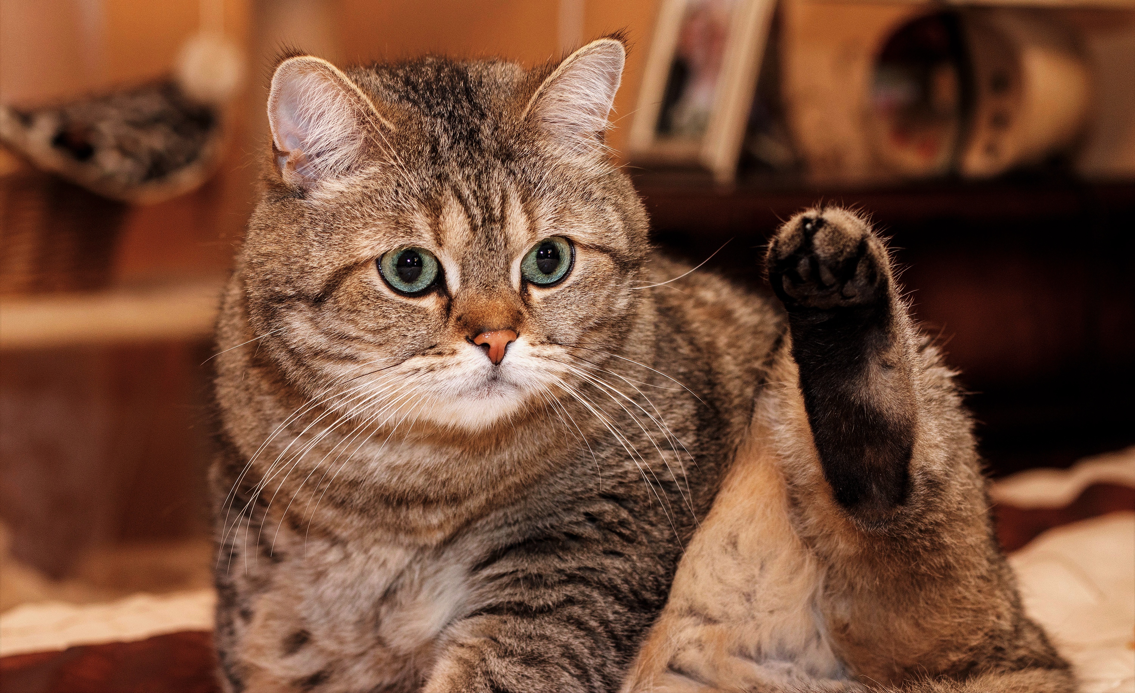 Красивые киски толстых. Британский кот полосатый. Британский кот полосатый жирный. Толстый кот. Толстый полосатый кот.