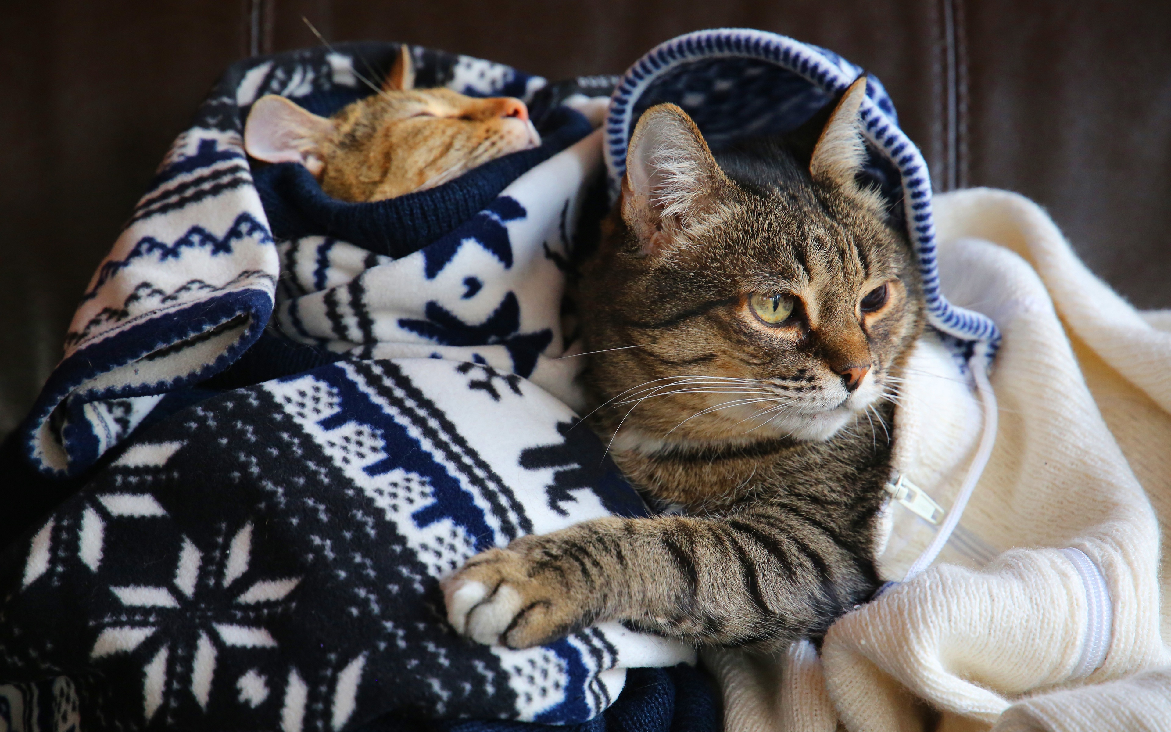 Кот в кофте. Уютные коты. Кот в пледе. Плед с кошками. Кот в свитере.