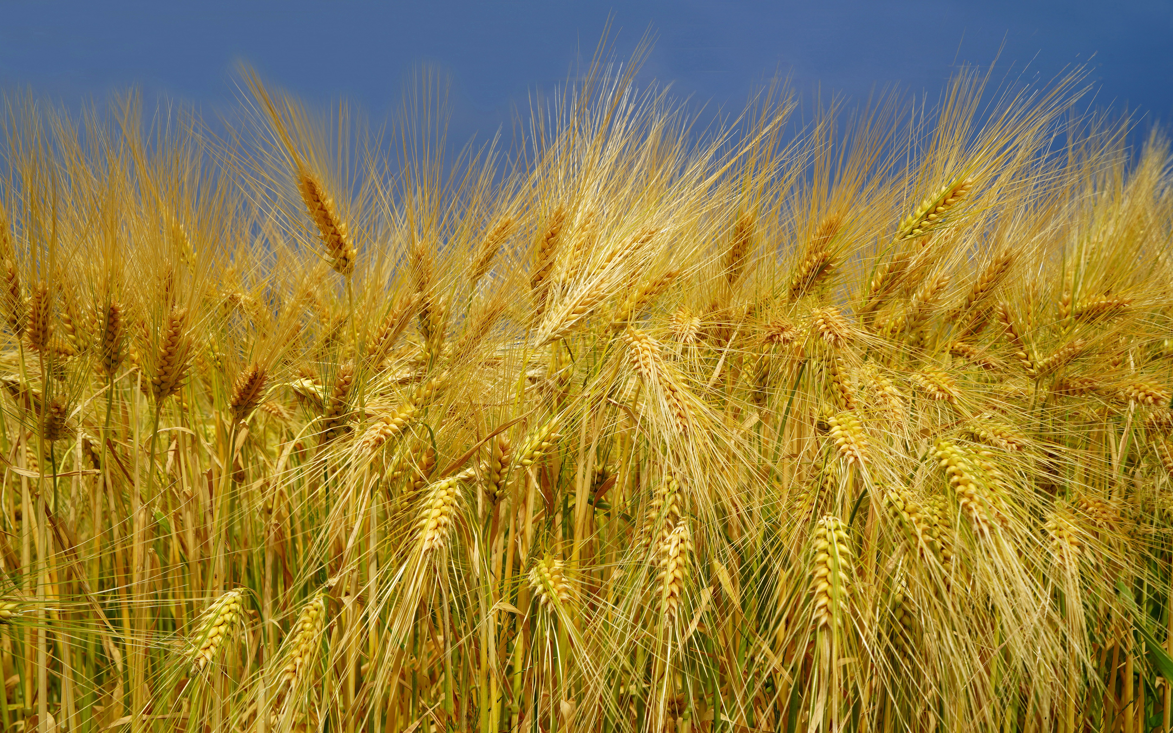 Ой жито жито. Золотая Нива рожь. Злаковые рожь. Рожь Оренбург. Поле пшеницы.