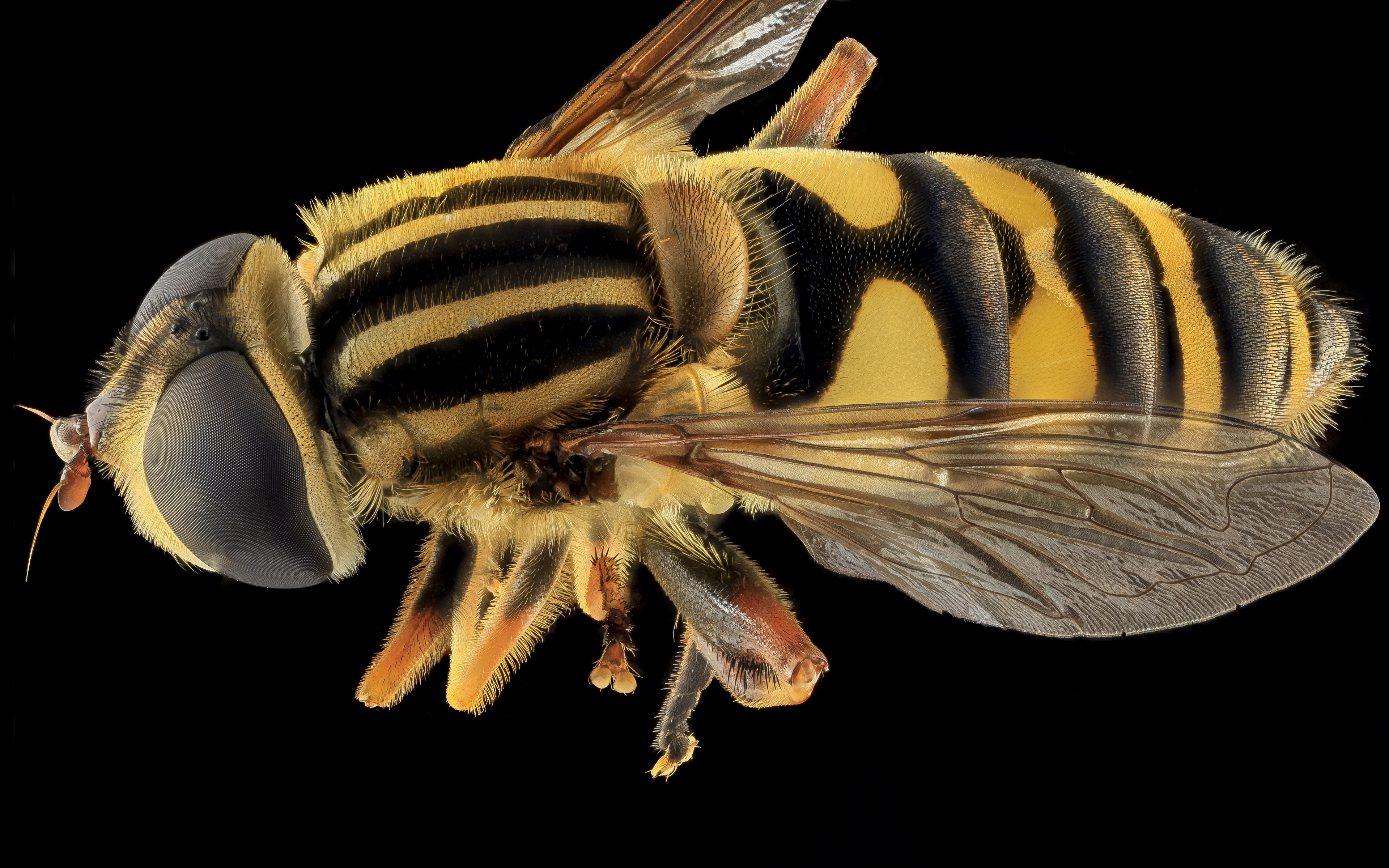 Полосатые пчелы. Полосатая амегилла пчела. Желто полосатое насекомое Муха. Муха полосатая черно-желтая. Зебровая Муха.