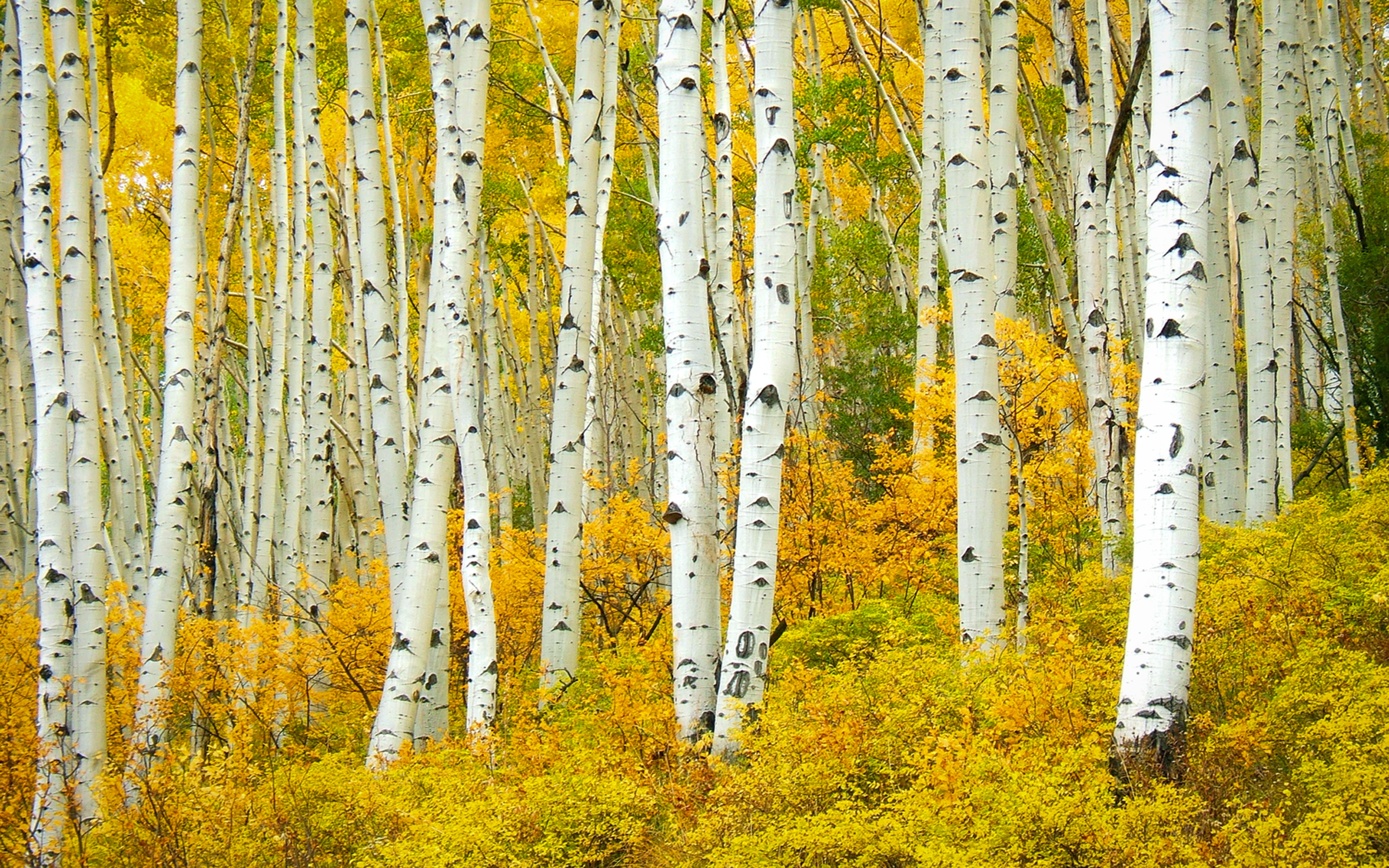 Birch forest. Березовый лес в Подольске. Береза. Осень березы. Березы панорама.