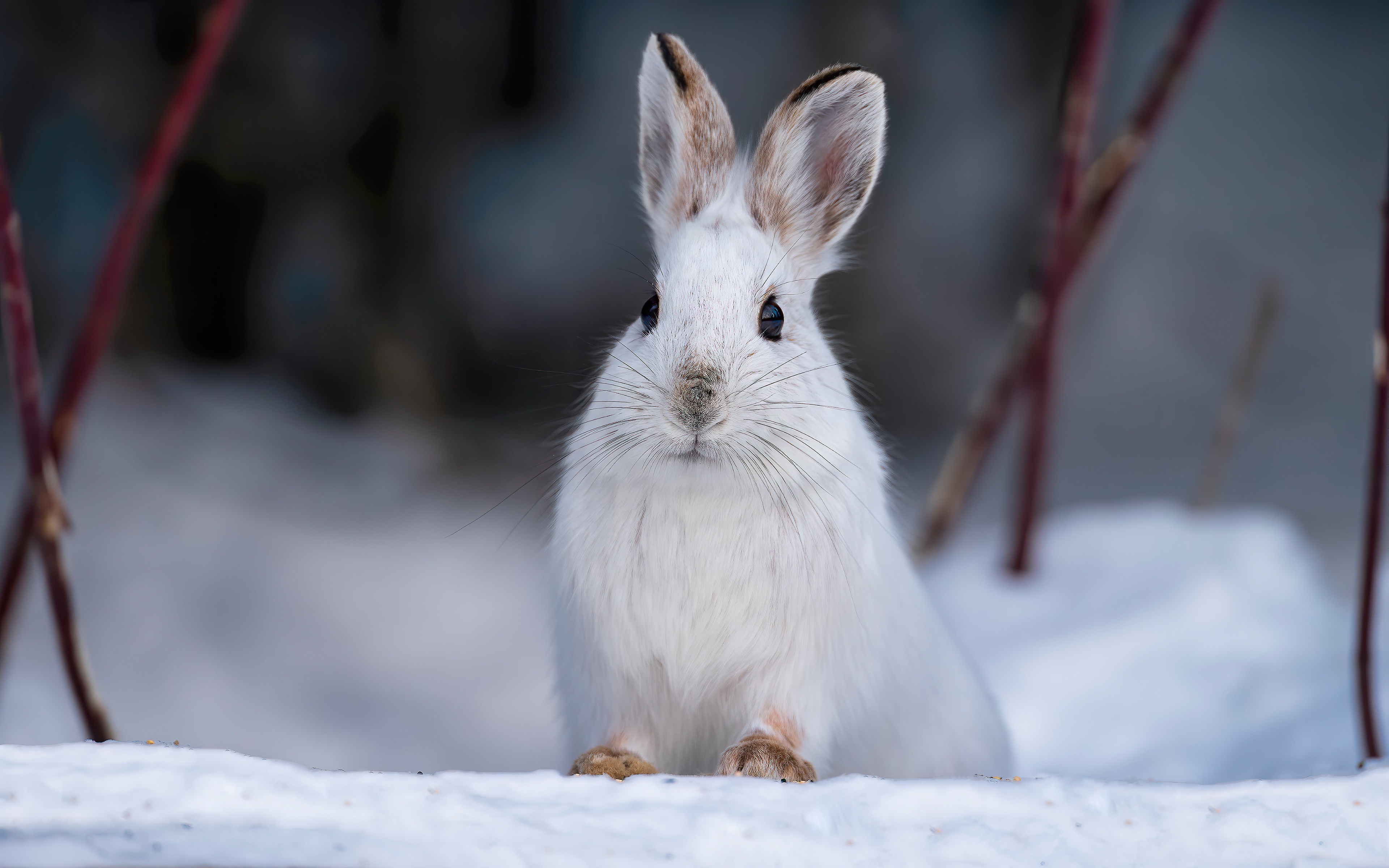 Snow Bunnies Pics