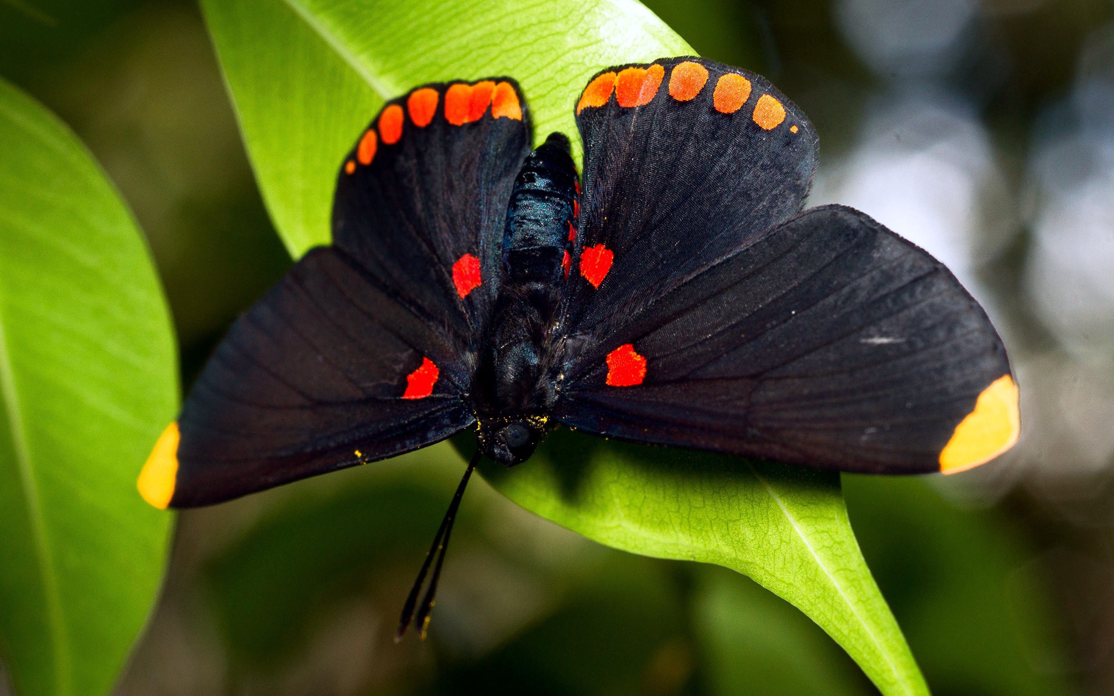 Черные бабочки 1. Черный Кардинал бабочка. Черный Кардинал бабочка Филиппины. Красивые бабочки. Яркие бабочки.