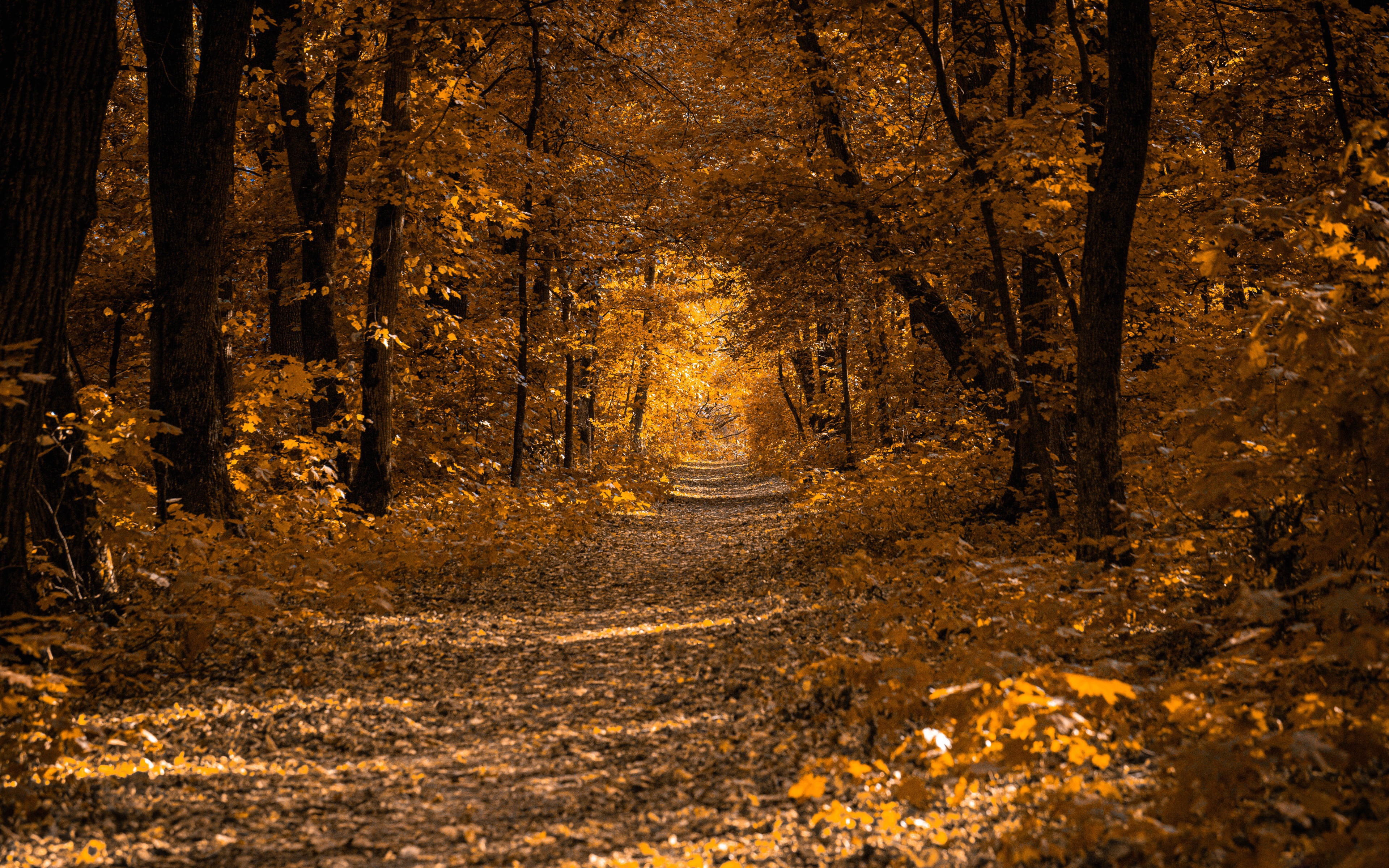 Leaves a trail. Осенний лес. Осенняя дорога. Осенняя тропинка. Осень лес тропинка.