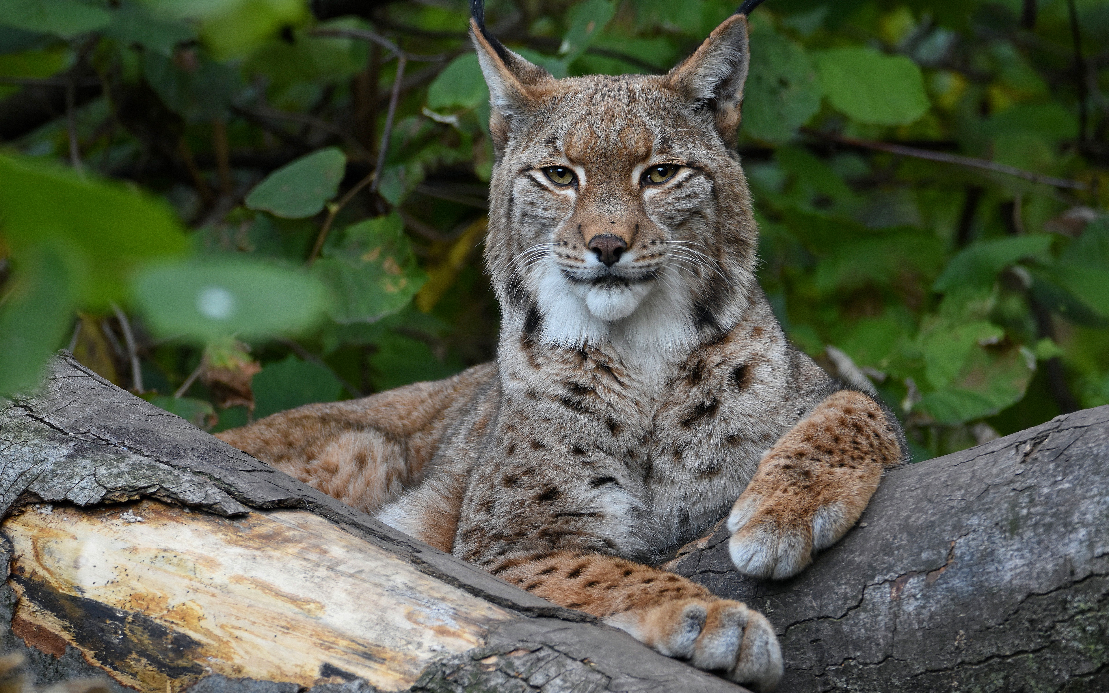 Скажи рысь. Иберийская (испанская) Рысь. Рысь Кедровая Падь. Туркестанская Рысь. Рысь обыкновенная Lynx Lynx Linnaeus, 1758.