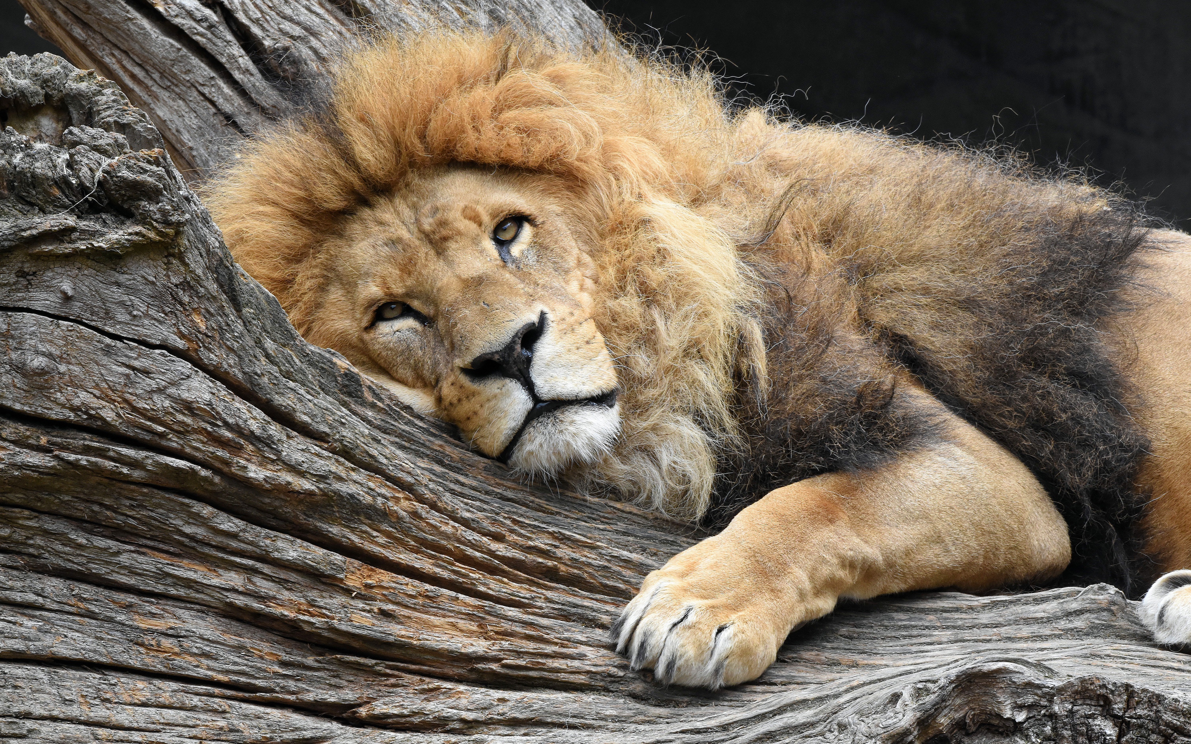 львы на отдыхе